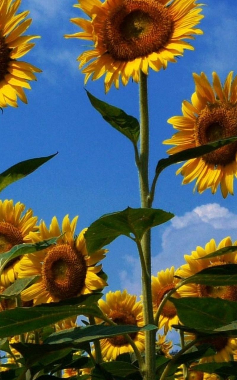 800x1280 Free download Sunflower iPhone Wallpaper Top Sunflower iPhone, Phone