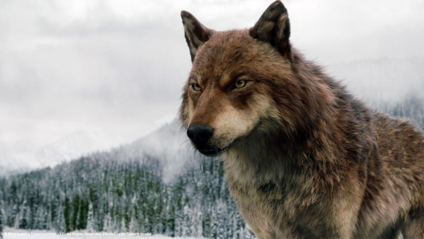 1400x790 Twilight Jacob Wolf HD Wallpaper, Desktop