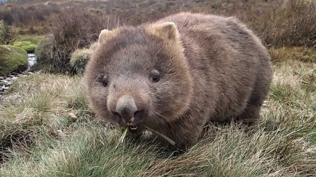 1280x720 Desktop Wallpaper Wombat #h786733. Animals HD Image, Desktop