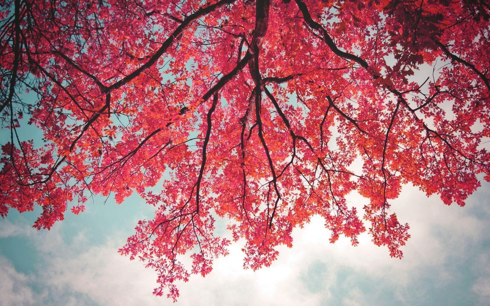 1680x1050 Pink Trees Wallpaper, Desktop