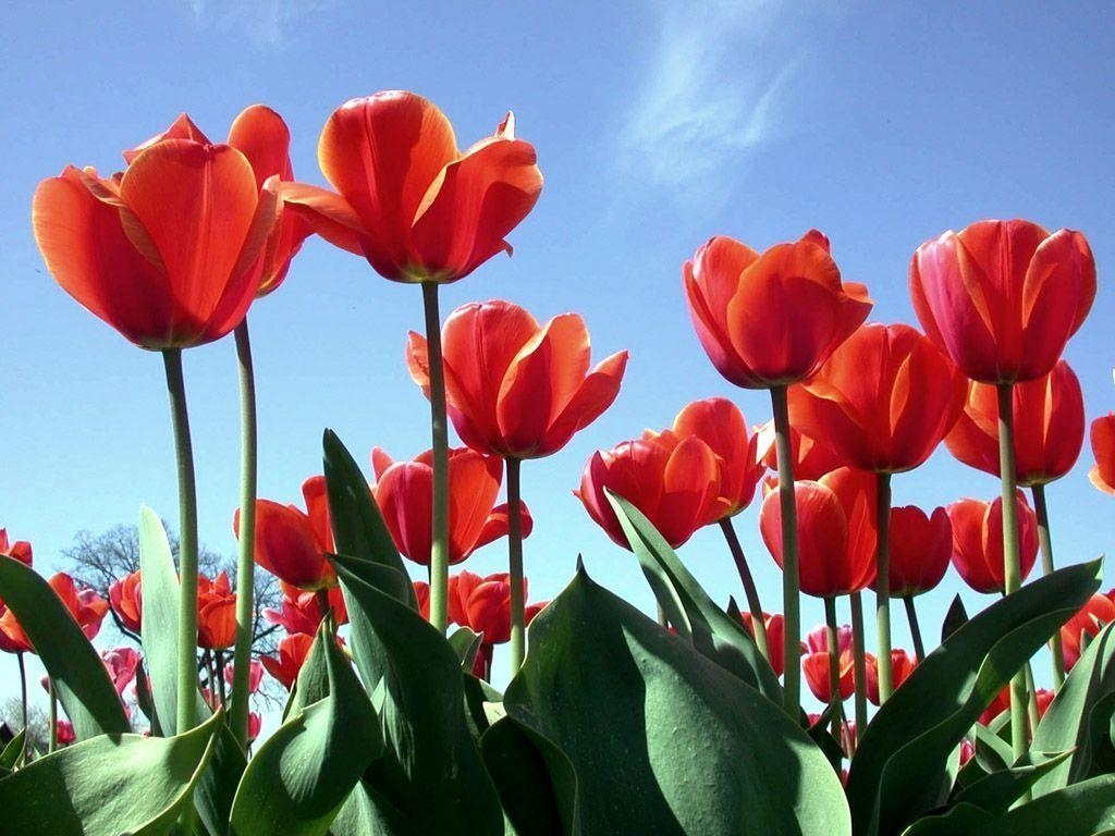 1030x770 Flowers For > Tulip Photography Wallpaper, Desktop