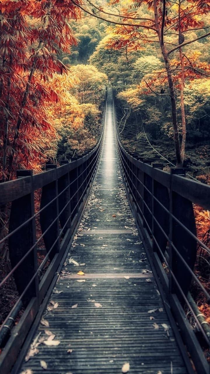 720x1280 Full HD Wallpaper: bridge in Forest, mobile wallpaper, Phone