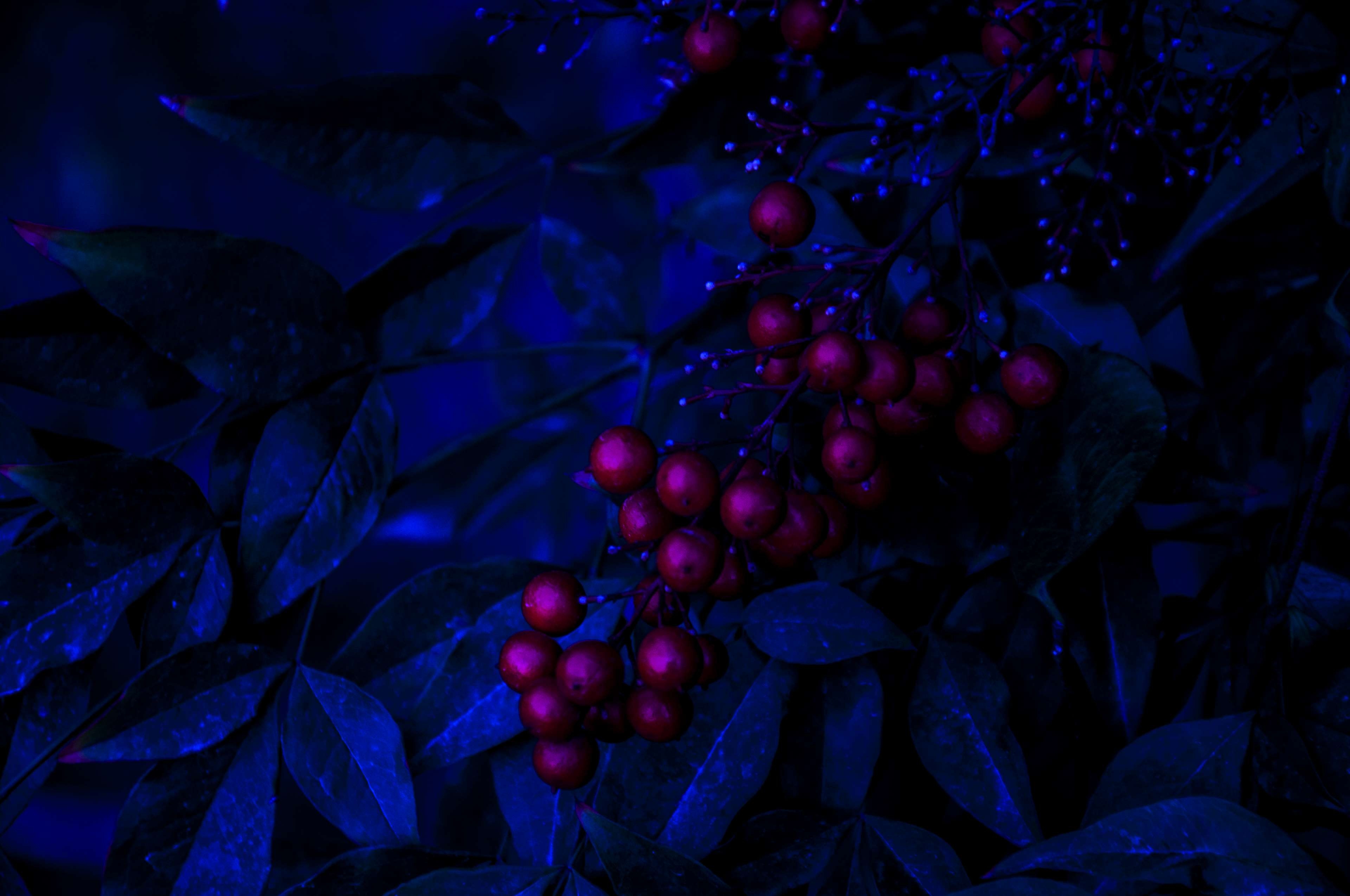 3840x2550 black wallpaper, blue, calm, cranberries, dark, leaves, nature, night, wallpaper 4k Gallery HD Wallpaper, Desktop