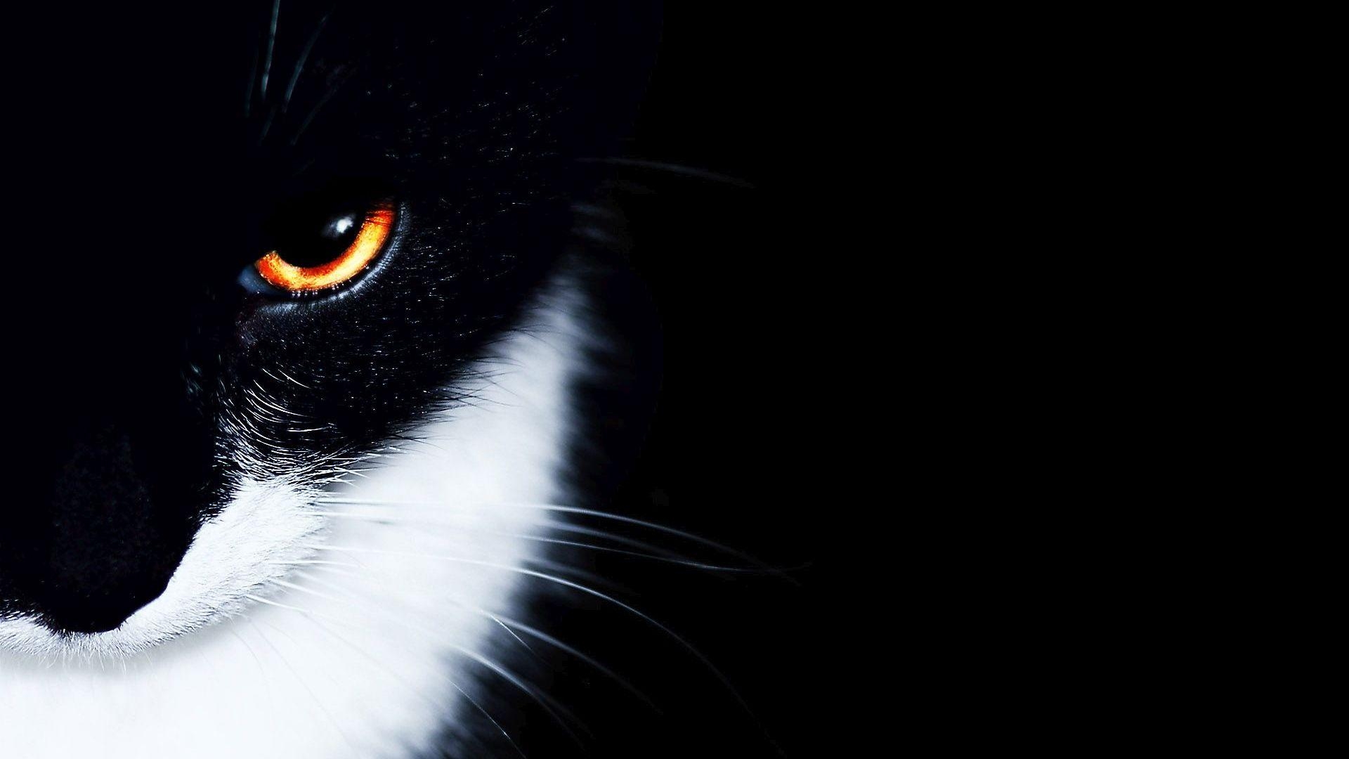 1920x1080 Download Black Cat Wallpaper Wallpaper For your screen, Desktop