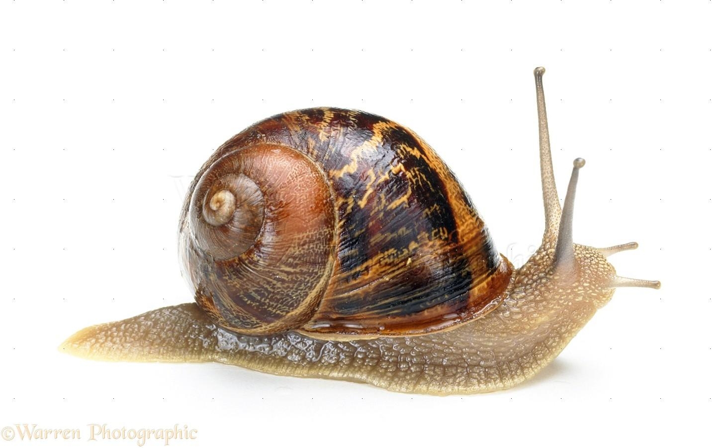 1460x900 Free Snail, Download Free, Desktop