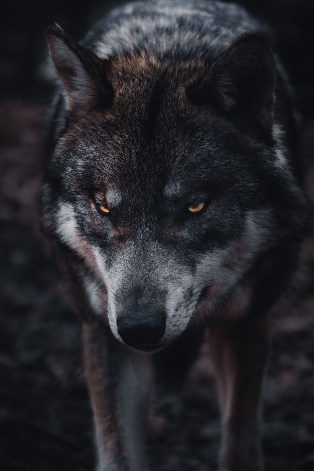 1080x1620 Wolf Wallpaper: Free HD Download [HQ], Phone