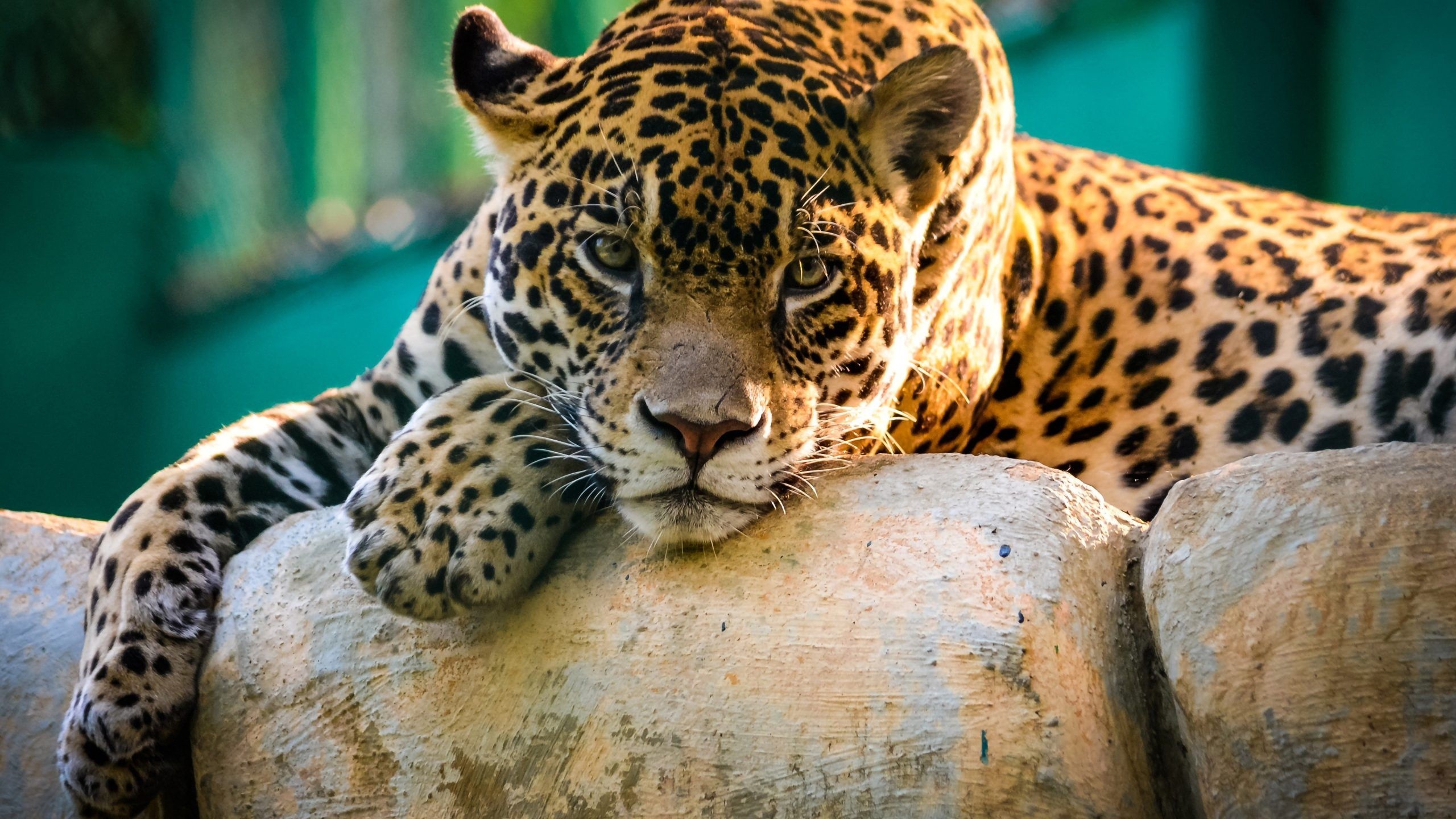 2560x1440 Jaguar Wild Animal Wildlife 4K Wallpaper, Desktop