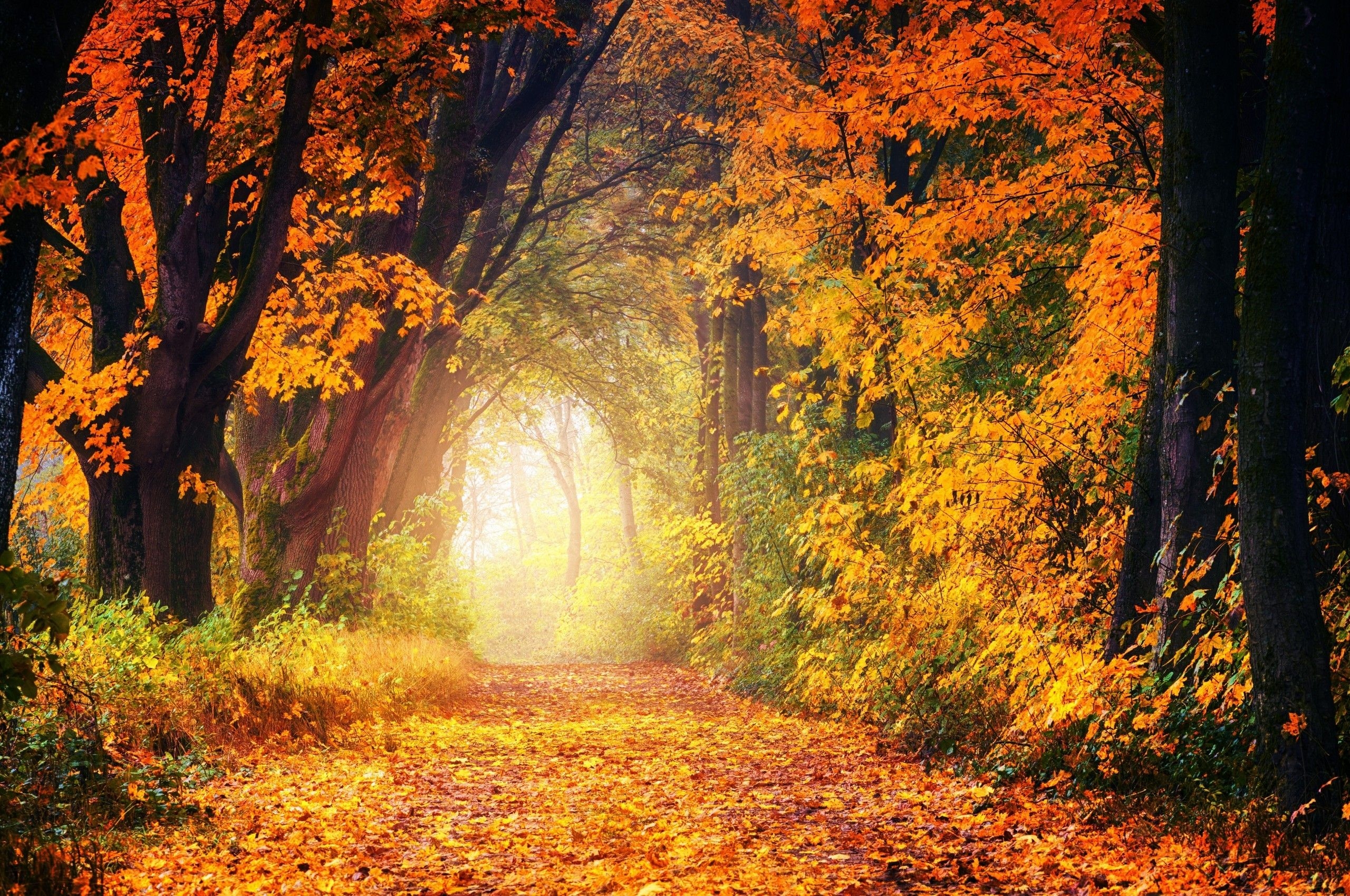 2560x1700 Download  Path, Autumn, Fall, Trees, Forest, Scenery, Cozy Wallpaper for Chromebook Pixel, Desktop