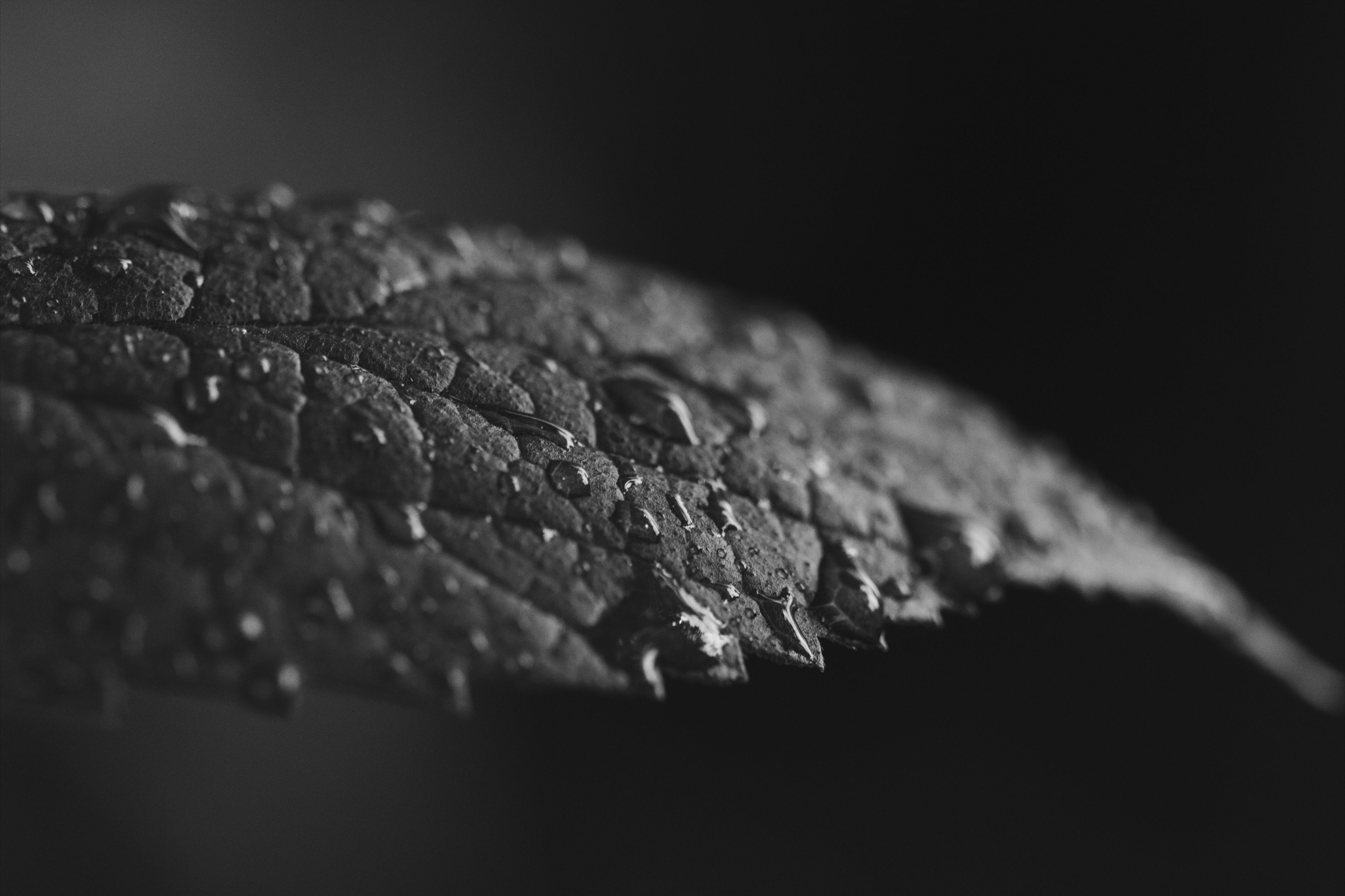 3840x2560 4K Grey Wallpaper Free 4K Grey Background, Desktop