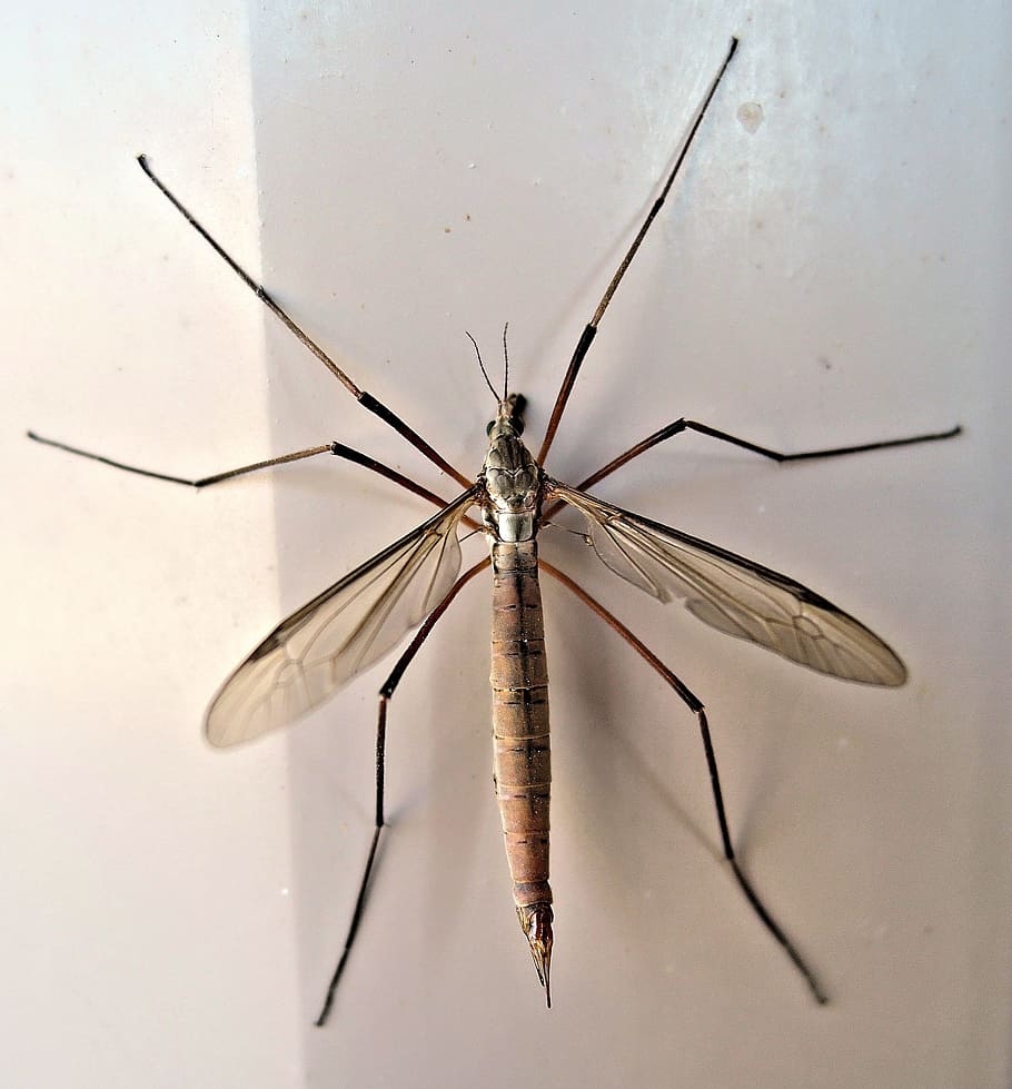 910x980 HD wallpaper: Crane Fly, Insect, Late Summer, Animal, daddy, Phone