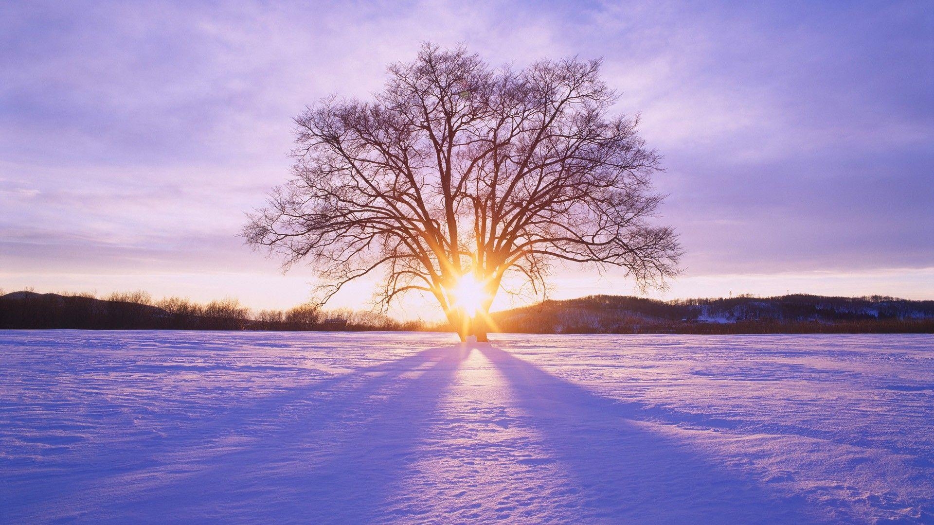 1920x1080 Sunsets: Japan Sun Winter Daybreak Tree Hokkaido Sunset Desktop, Desktop