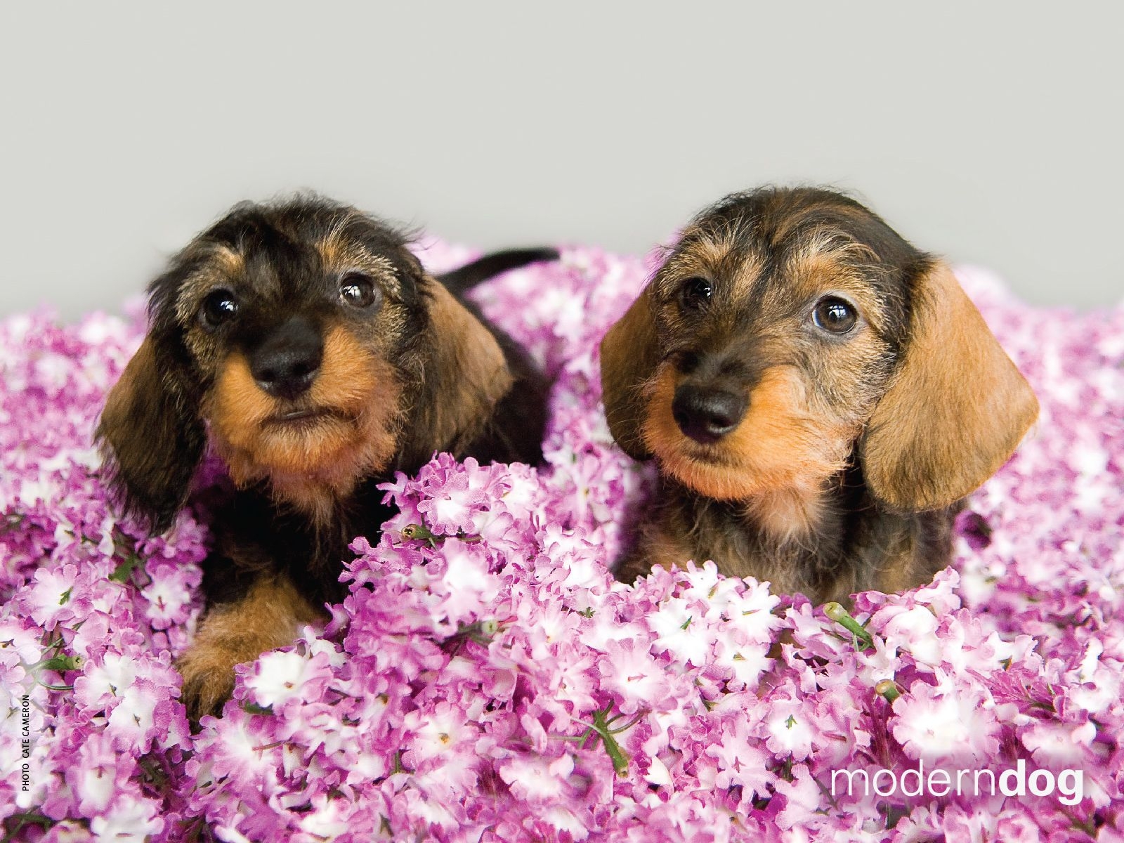 1600x1200 Puppies! Free Modern Dog Wallpaper. Modern Dog magazine, Desktop