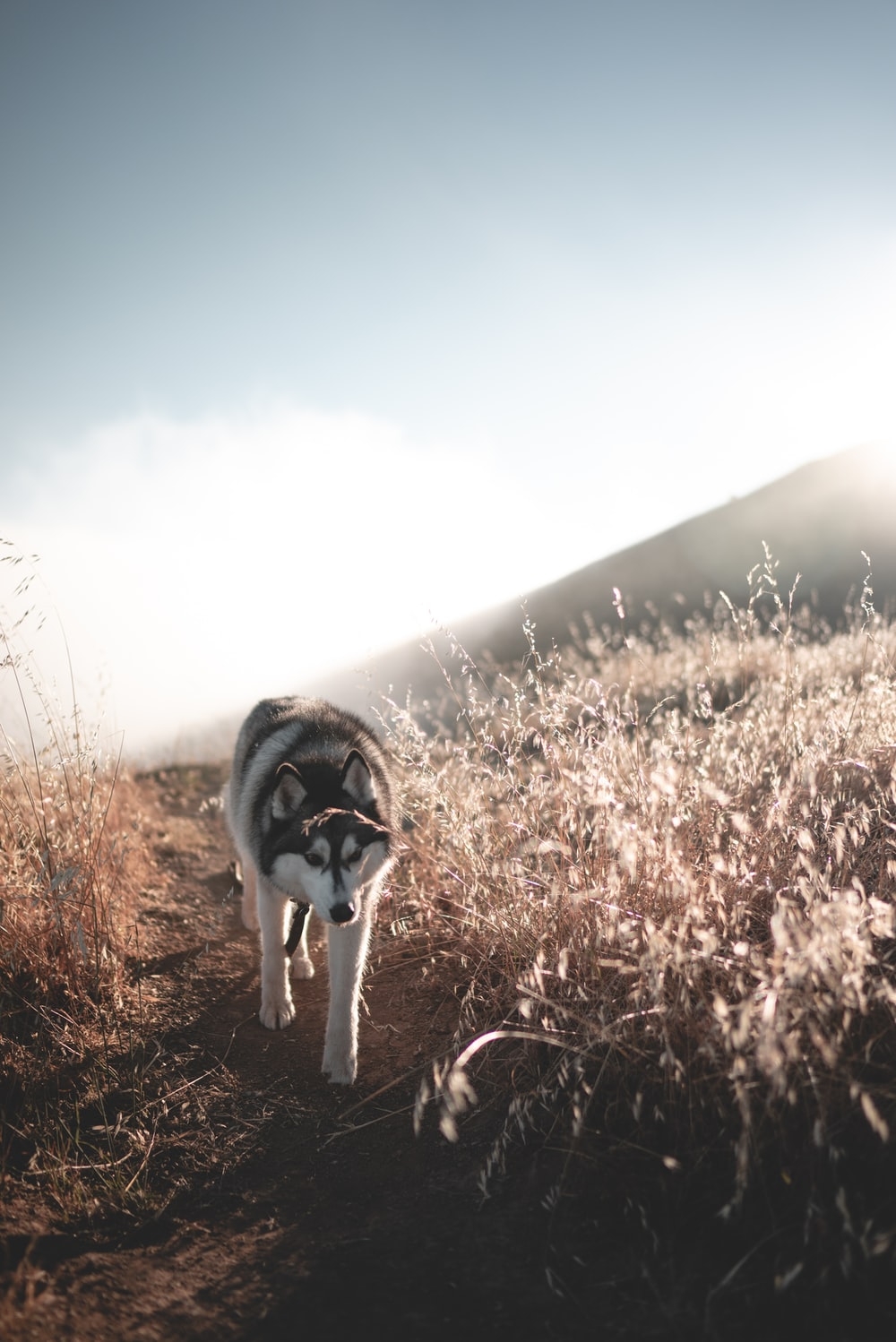 1000x1500 white Siberian husky walking at field photo, Phone