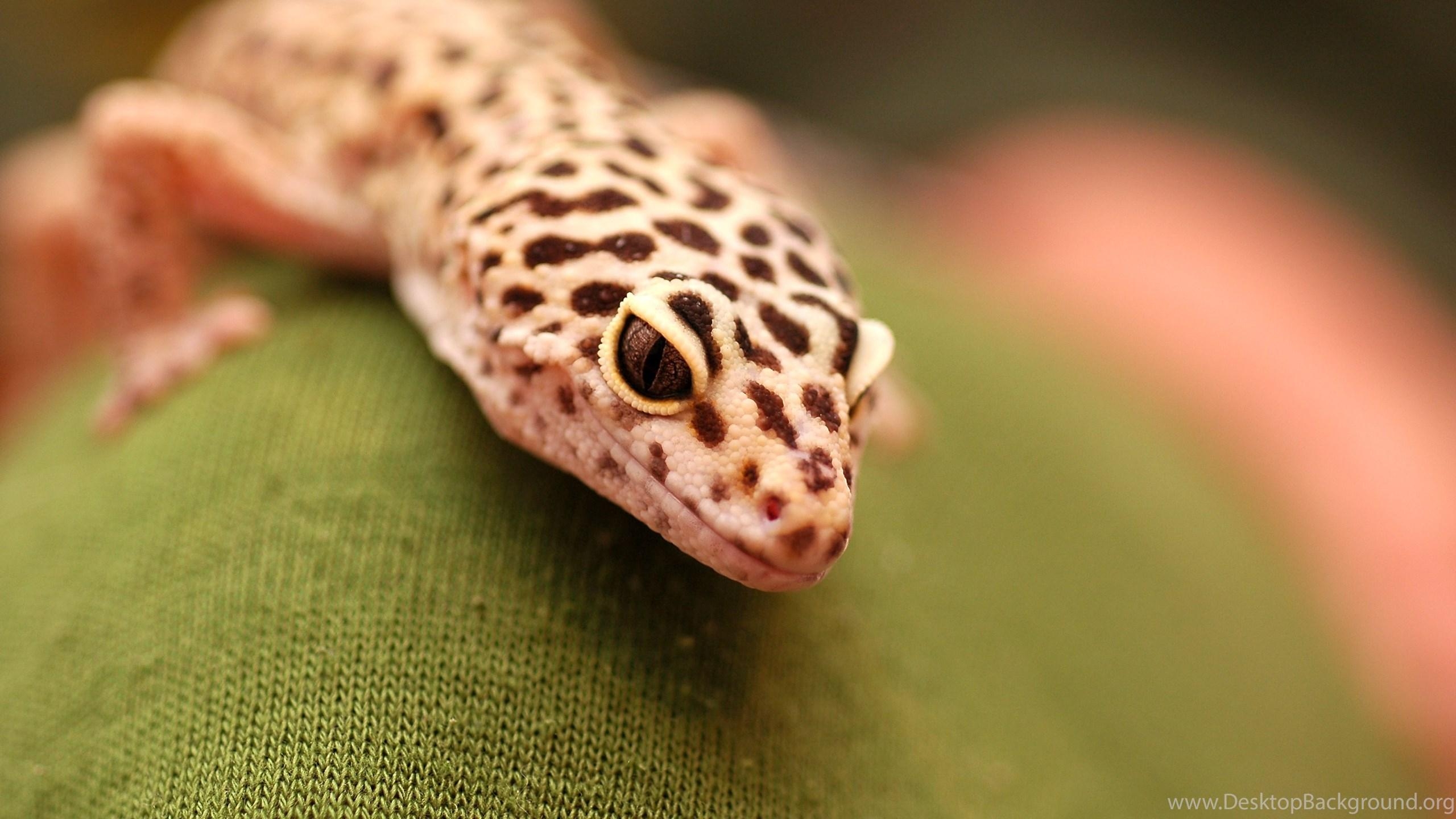 2560x1440 Inn Arts Photo for Leopard Gecko, Desktop