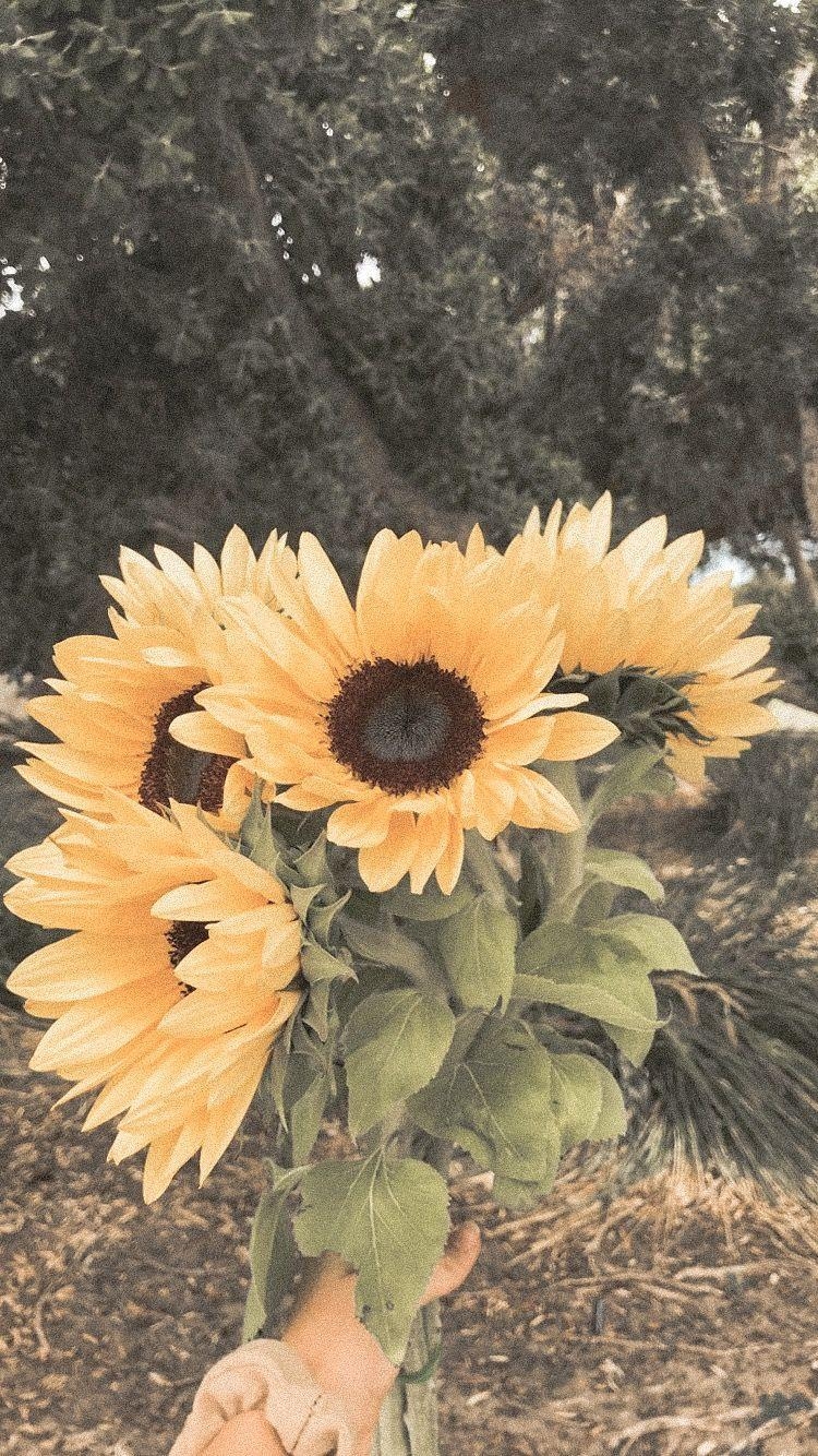 750x1340 Vintage Aesthetic Wallpaper Free Vintage Aesthetic, Phone