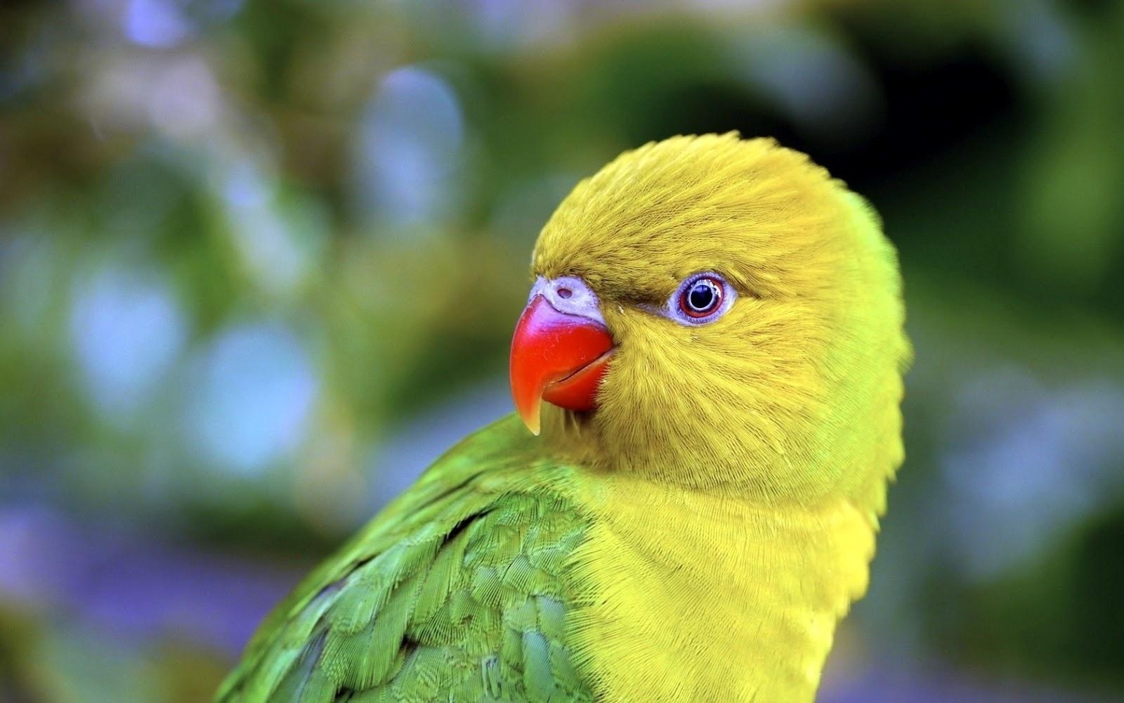 1600x1000 Download The Most Beautiful Most Beautiful Parrot Wallpaper, Desktop