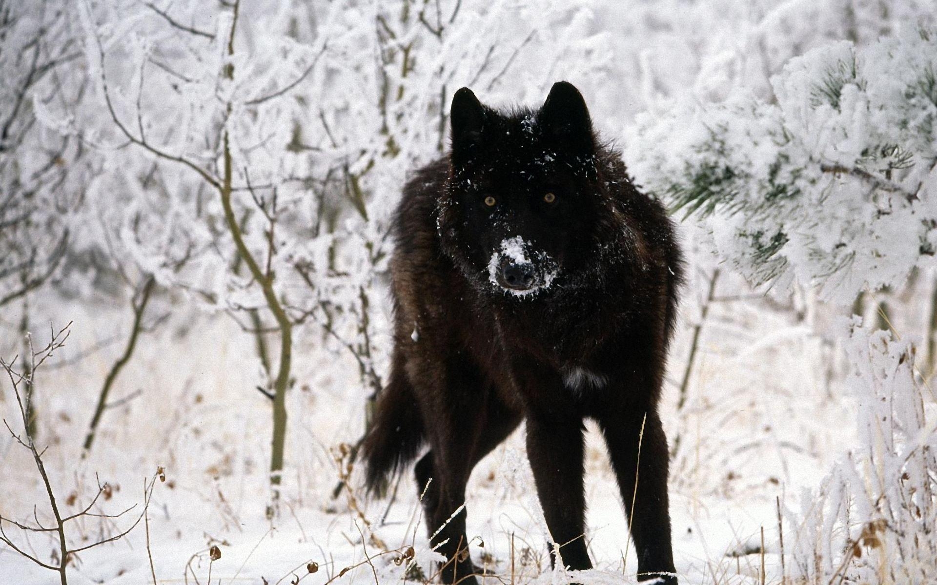 1920x1200 Surprising Black Wolf Wallpaper PX Wolf Wallpaper, Desktop