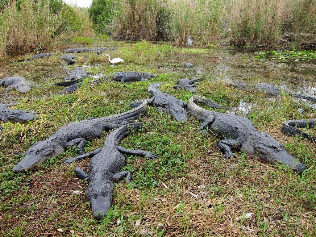 1030x770 Intriguing Everglades Itinerary. Experience Park Tours, Desktop