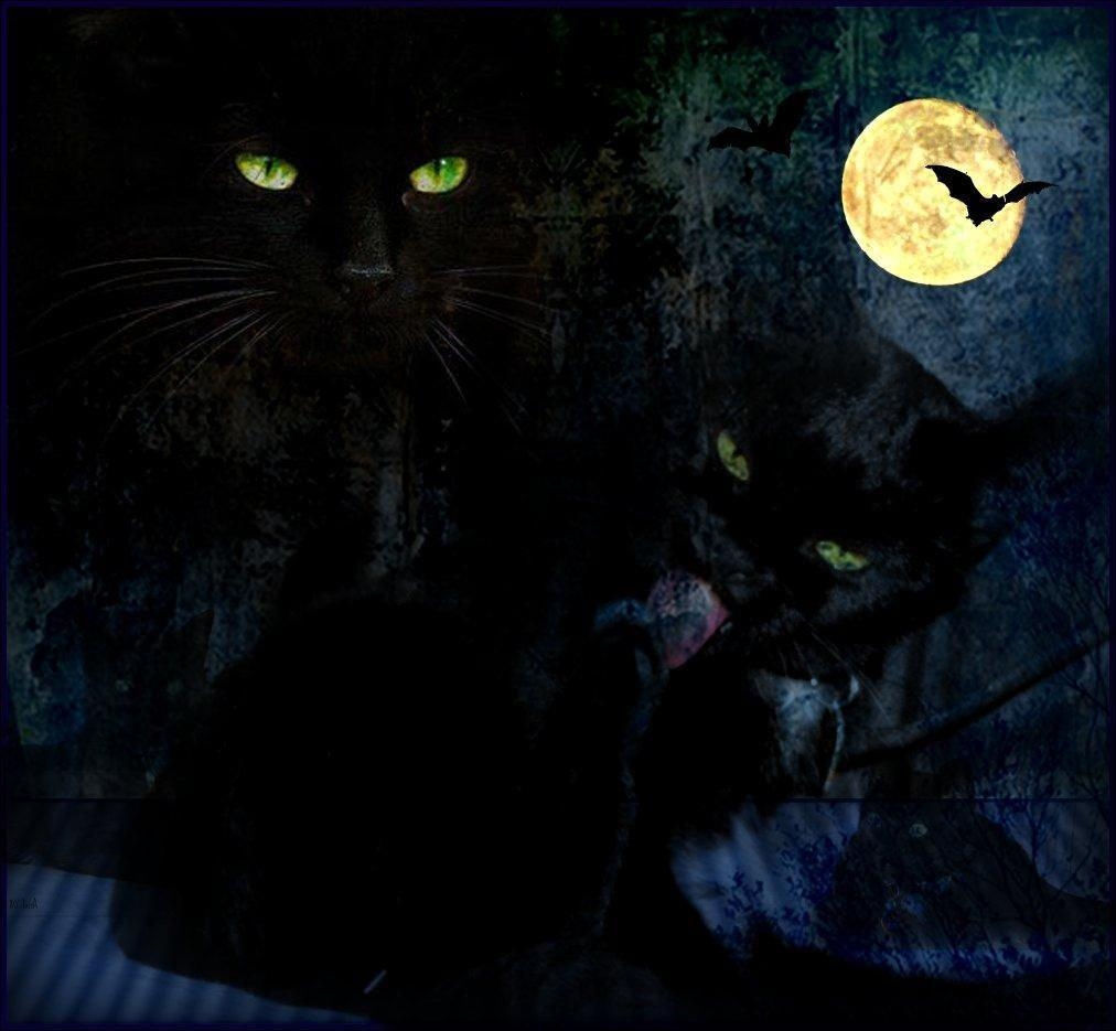1020x940 px HD Widescreen Wallpaper Halloween Cats, Desktop