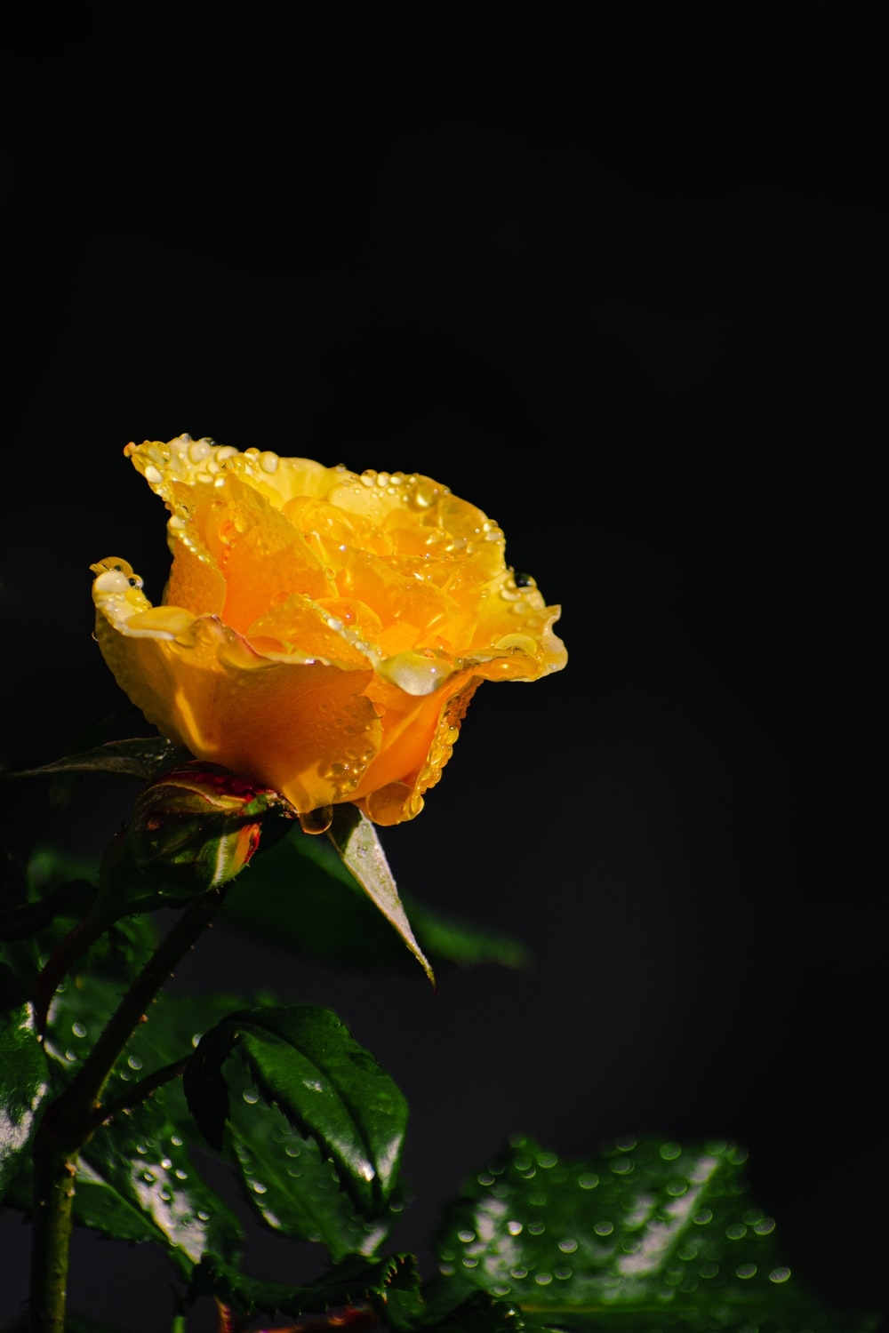 1000x1500 Yellow Rose Picture [HD]. Download Free Image, Phone