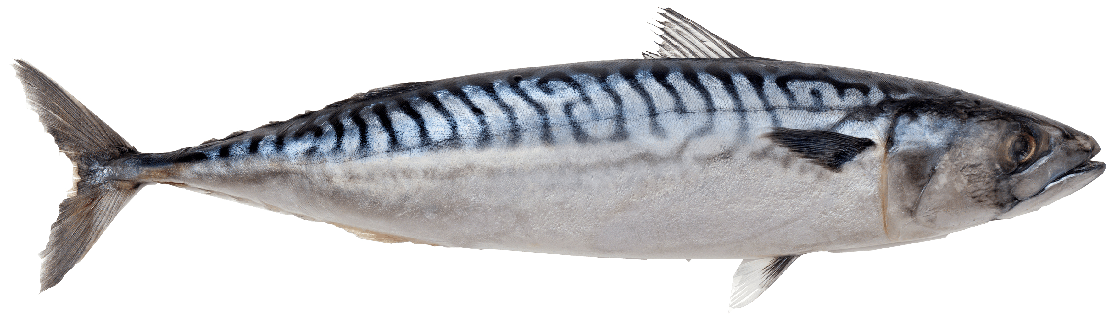 3570x1060 Scomber scombrus. Atlantic mackerel. Atlantic mackerel, Dual Screen