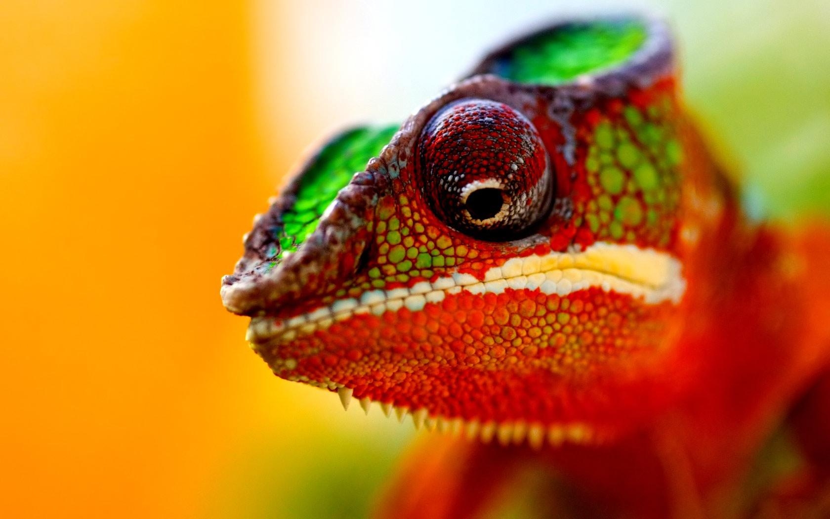 1680x1050 Chameleon Wallpaper 7 X 1050, Desktop