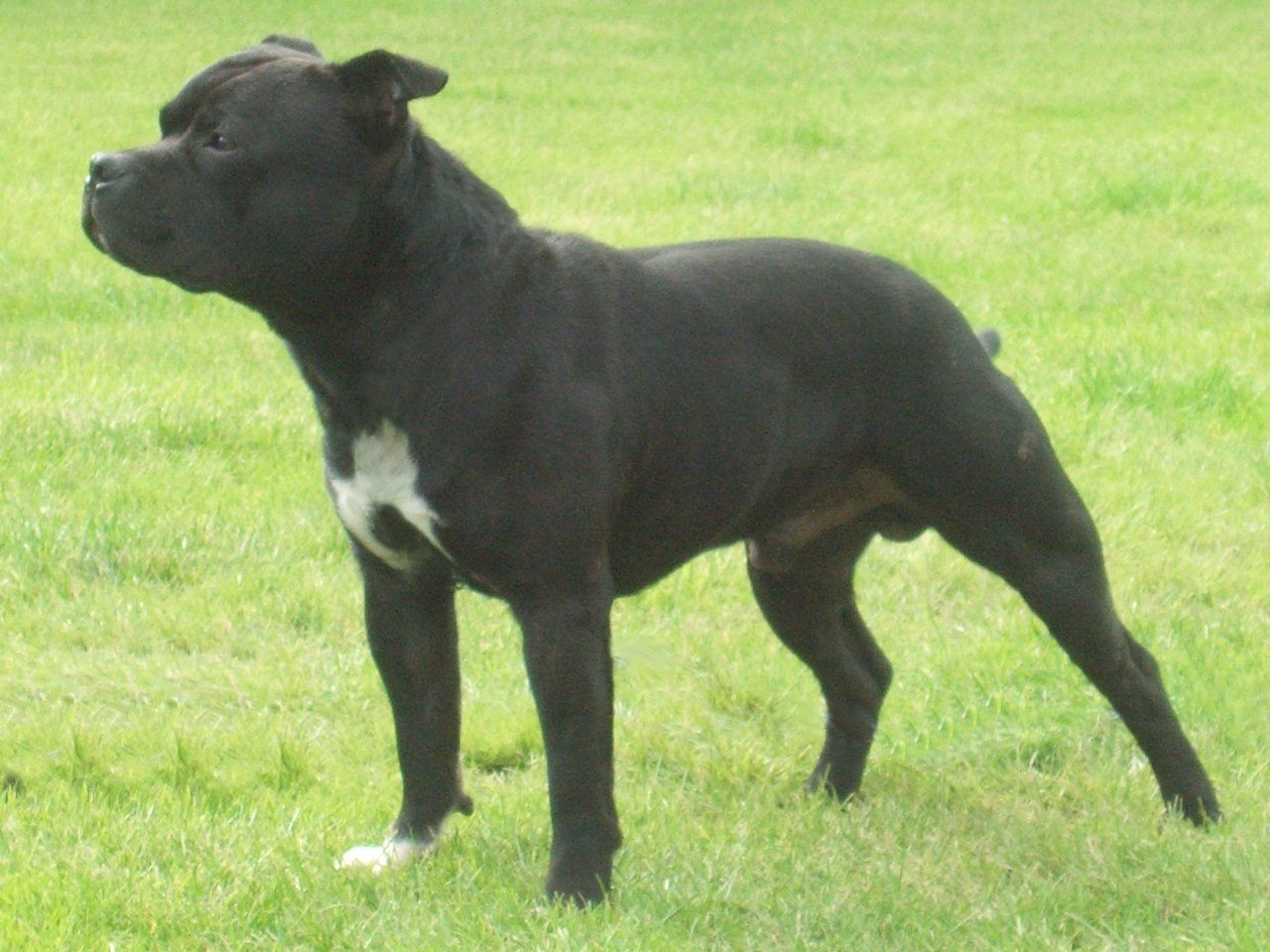 1280x960 Watching Staffordshire Bull Terrier photo and wallpaper. Beautiful, Desktop