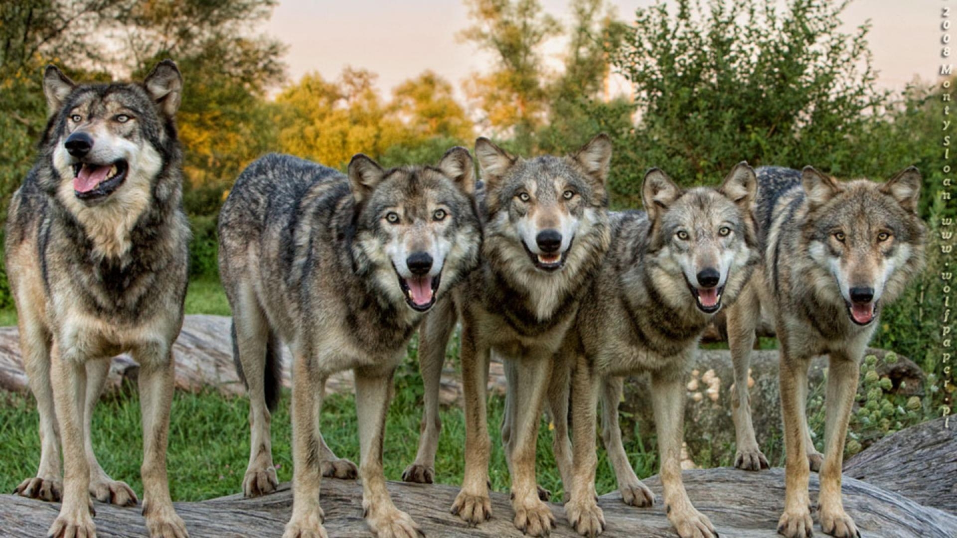 1920x1080 ScreenHeaven: The wolf pack lobo landscapes wolves desktop, Desktop