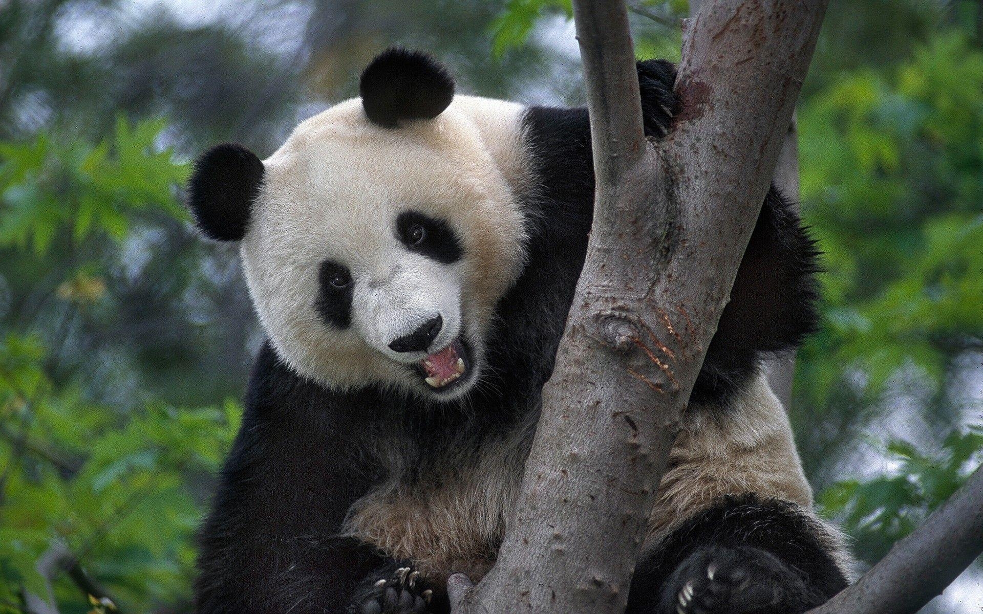 1920x1200 Animals: Panda Wallpaper Christmas Animals for HD 16:9 High, Desktop