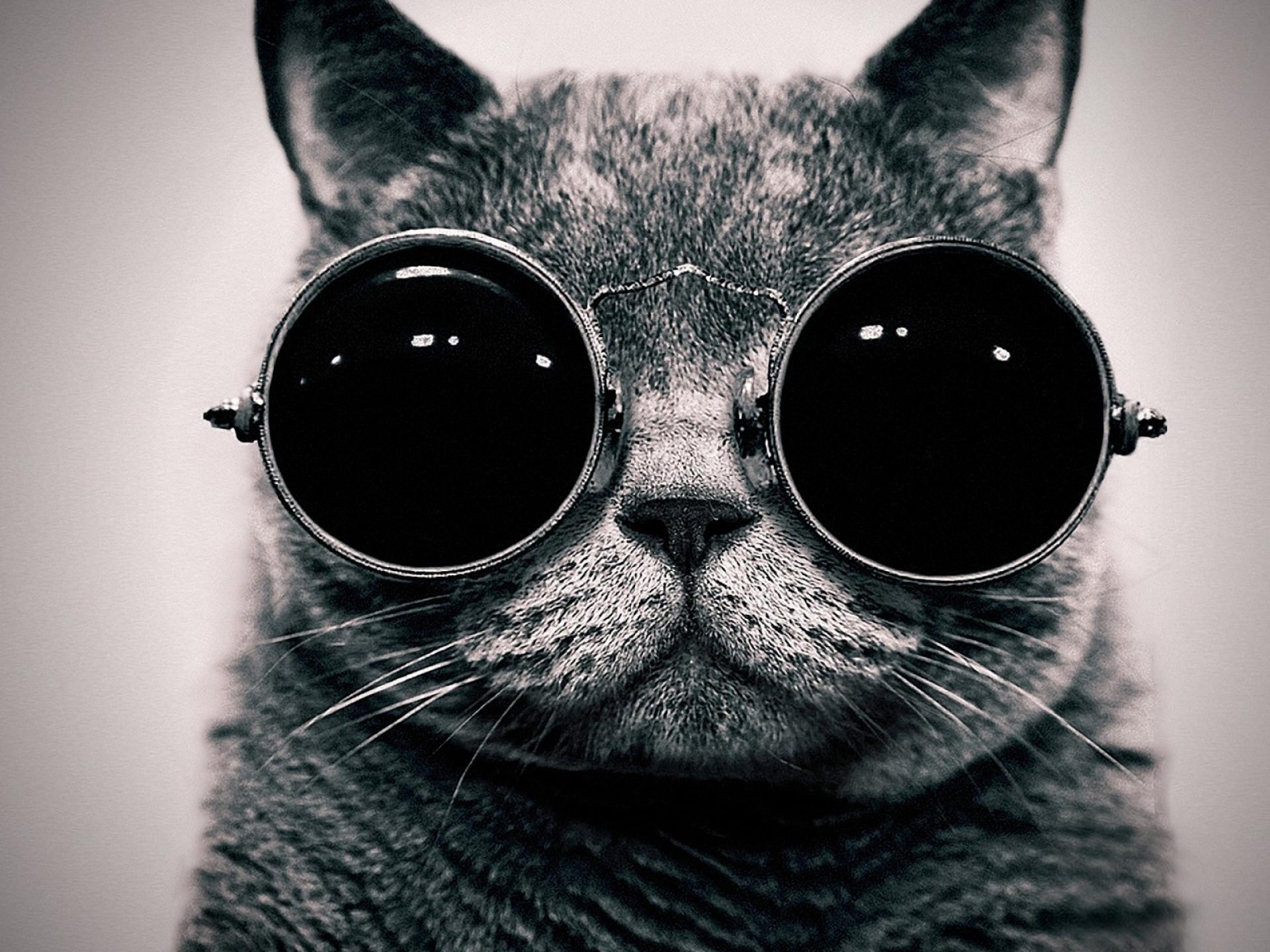 1920x1440 Cats Animals Glasses Sunglasses Hippie Most HD Wallpaper 1920, Desktop