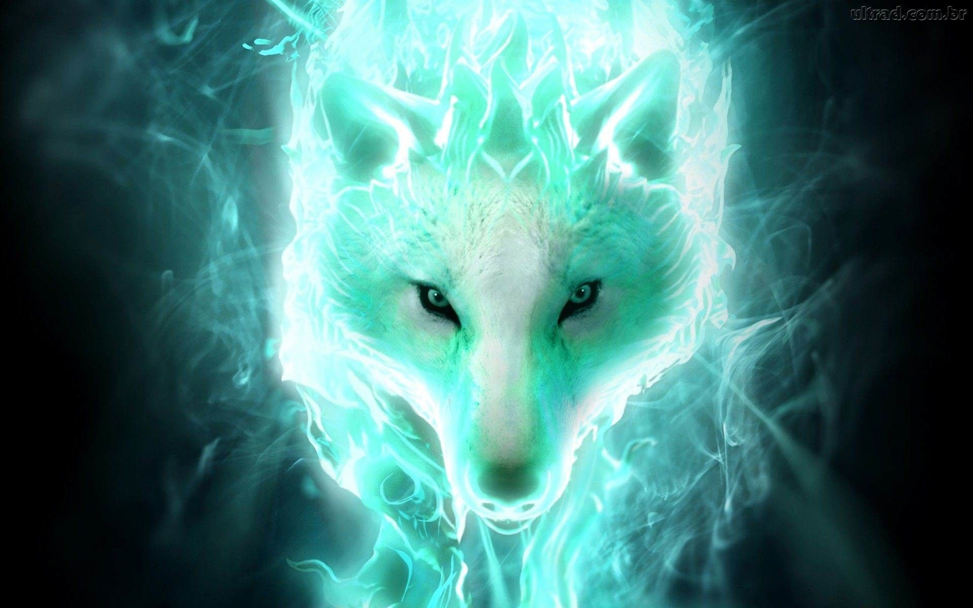 1920x1200 Cool Wolf Wallpaper, Desktop