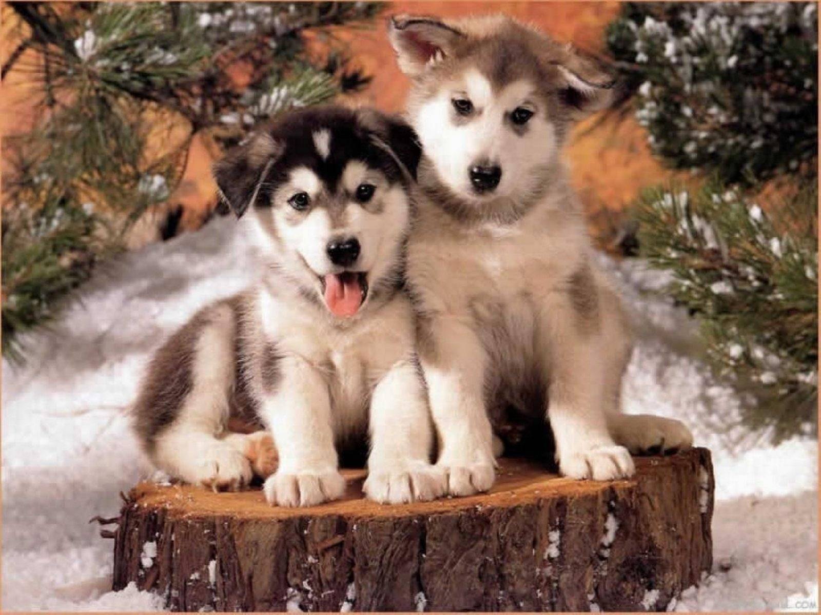 1600x1200 Types of Huskies Dog that Looks Like a Wolf. Information, Desktop