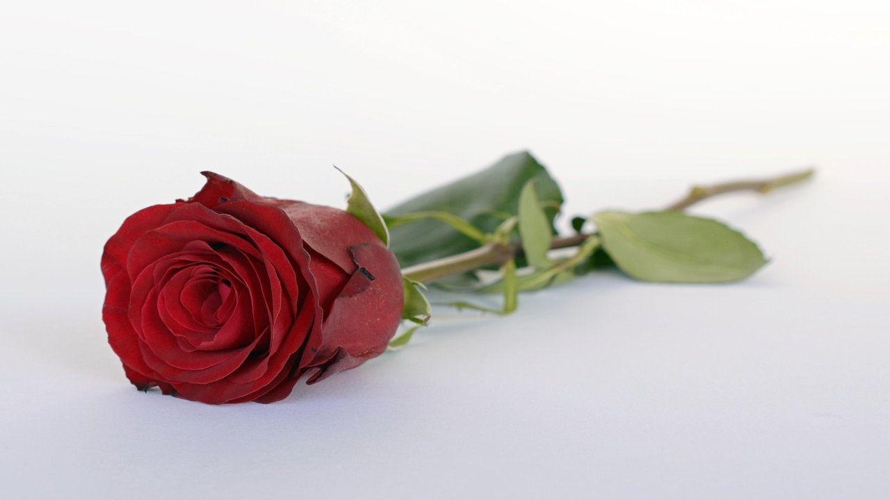 1280x720 Happy rose day wallpaper, Rose flower, Desktop