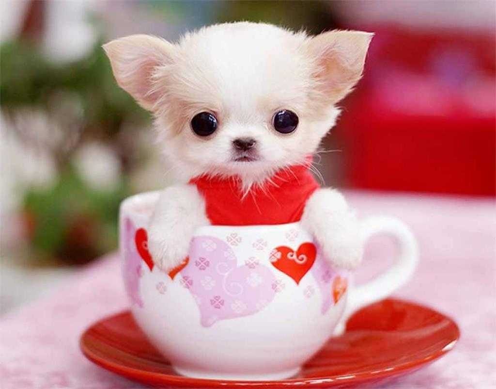 1030x810 Cute Teacup Puppy Shih Tzu On Tea Cup Puppies High Wallpaper, Desktop