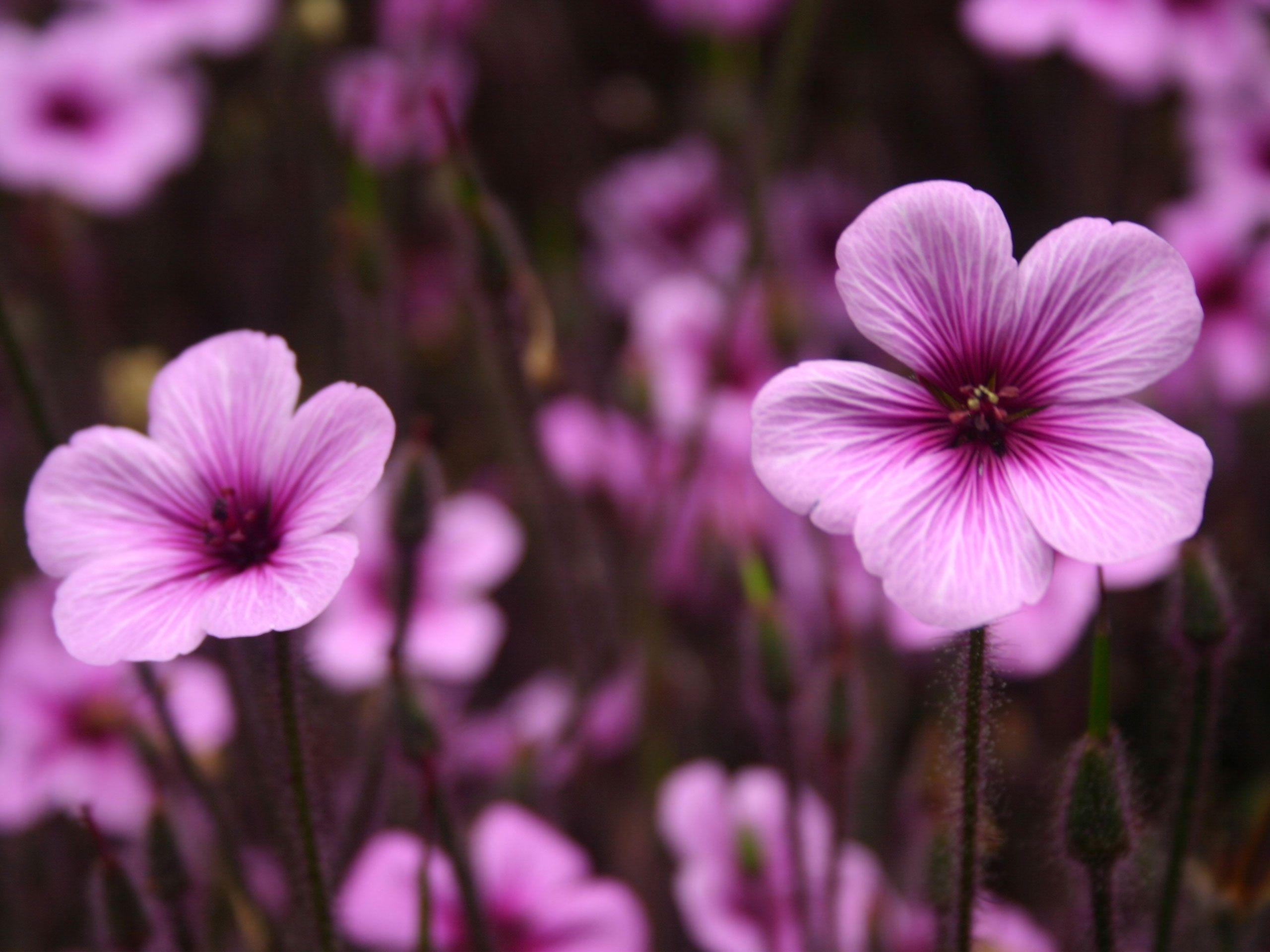 2560x1920 Purple Flower HD Wallpaper, Desktop