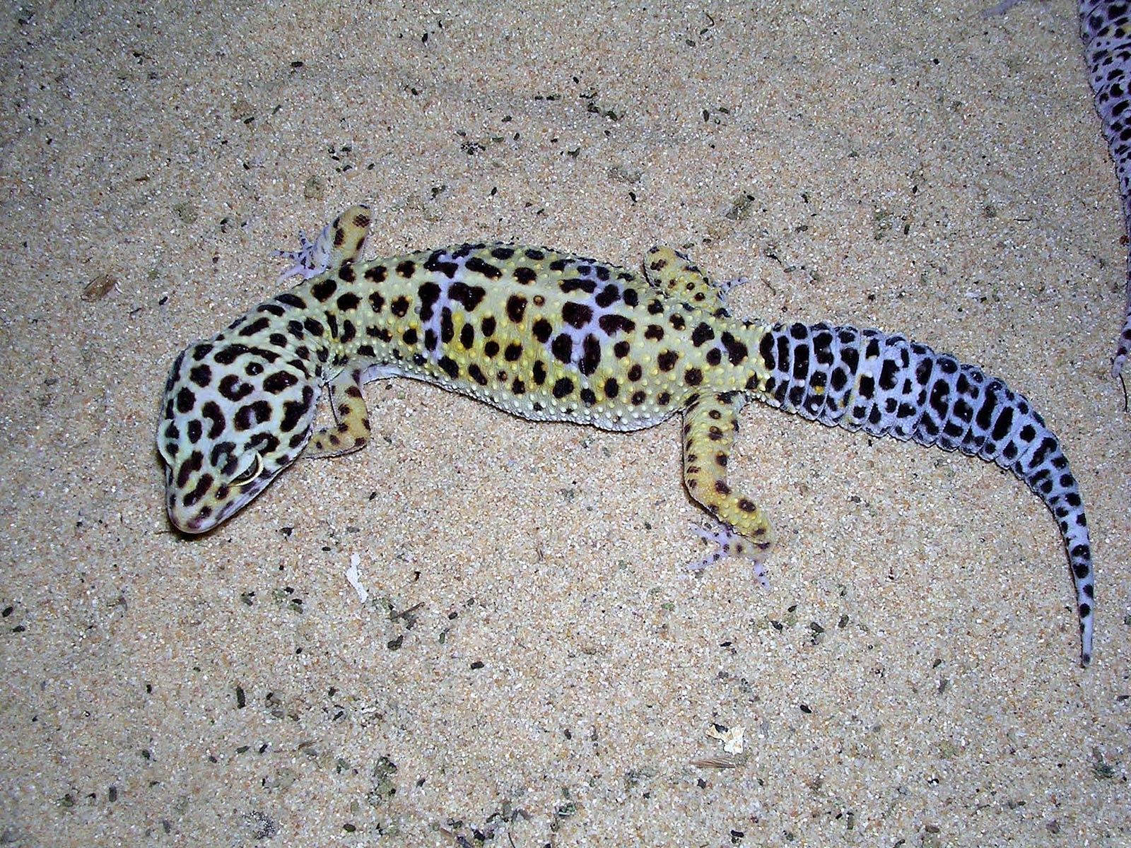 1600x1200 Free Gecko Wallpaper, Desktop