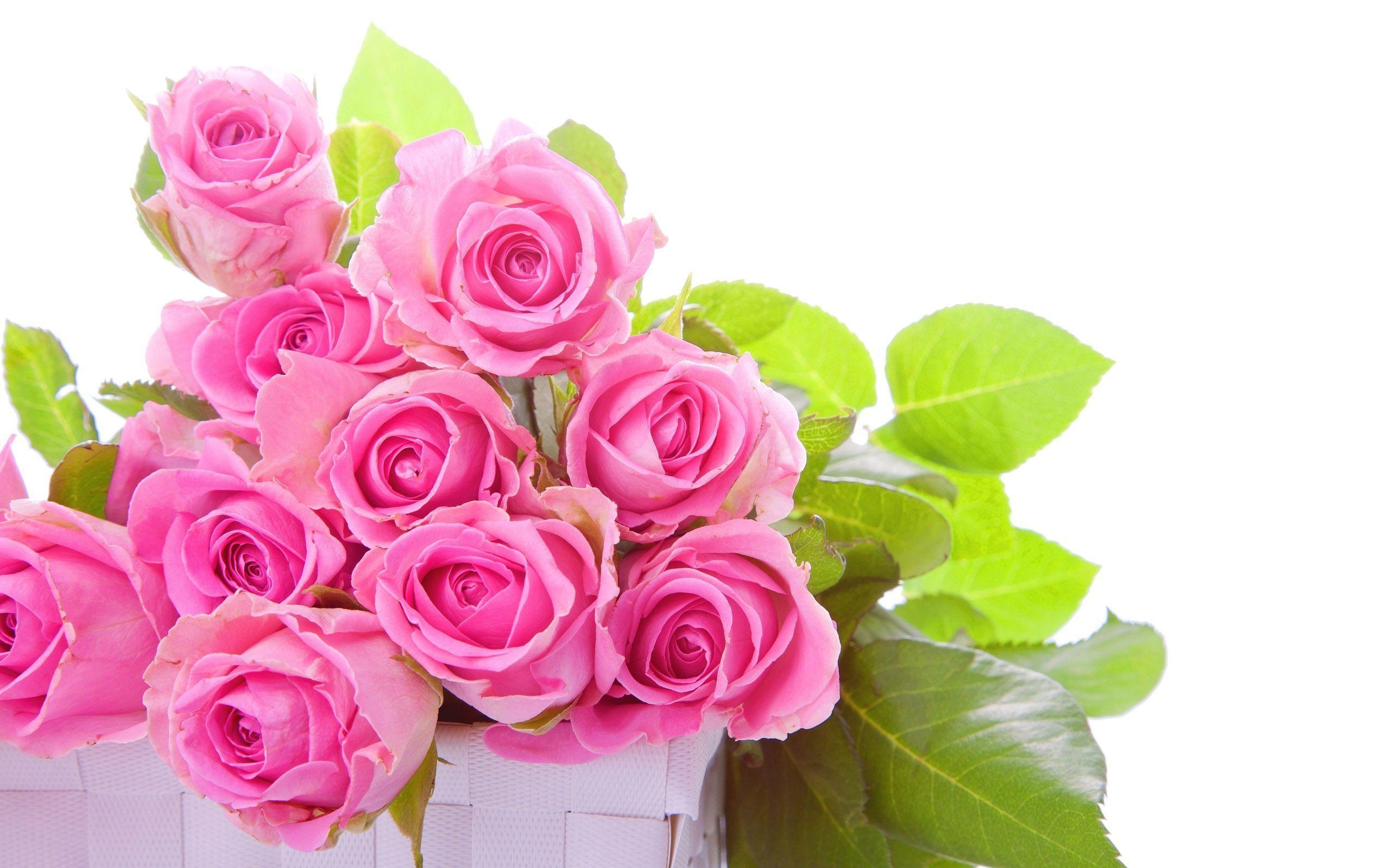 2560x1600 Pink Rose HD Wallpaper, Desktop