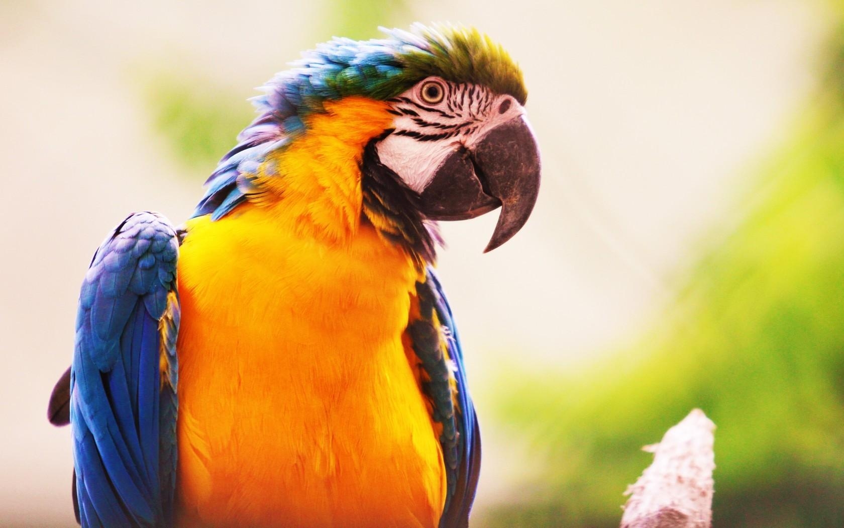 1680x1050 Download  Parrot, Birds, Close Up, Profile View, Macaw, Desktop