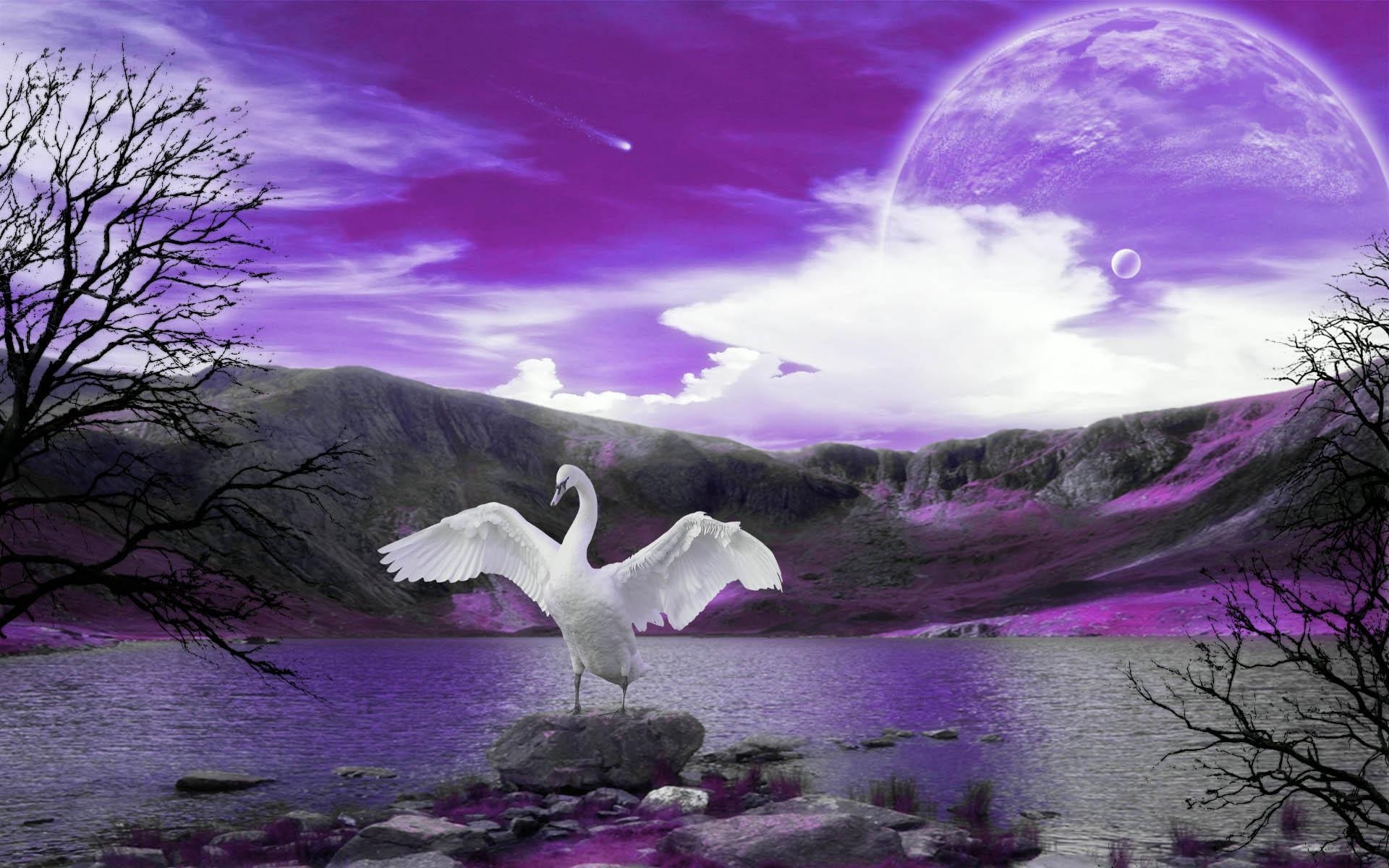 1920x1200 cute swan wallpaper Download Wallpaper Desktop, Widescreen, Desktop