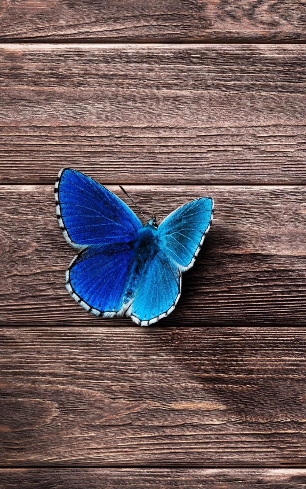 1000x1600 Download Beautiful Blue Butterfly Free Pure 4K Ultra HD Mobile Wallpaper, Phone