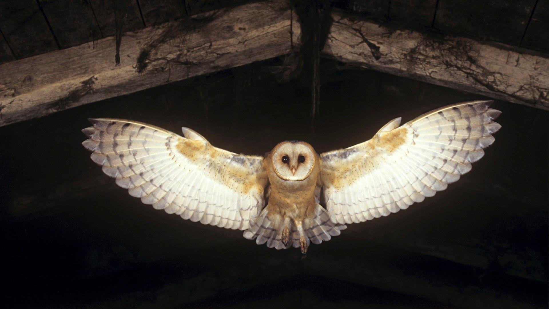 1920x1080 Free Barn Owl Wallpaper For iPhone at Wildlife Monodomo, Desktop