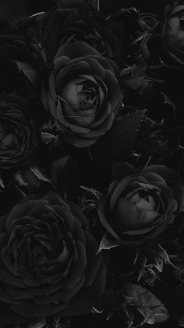 740x1310 Black Rose iPhone Wallpaper Free Black Rose iPhone Background, Phone