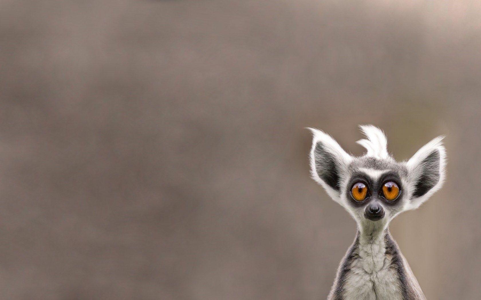 1680x1050 Lemur HD Wallpaper, Desktop