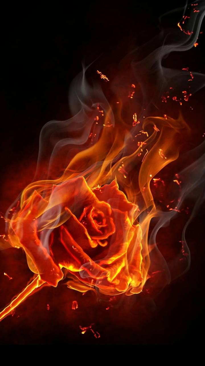 720x1280 burning rose Wallpaper, Phone