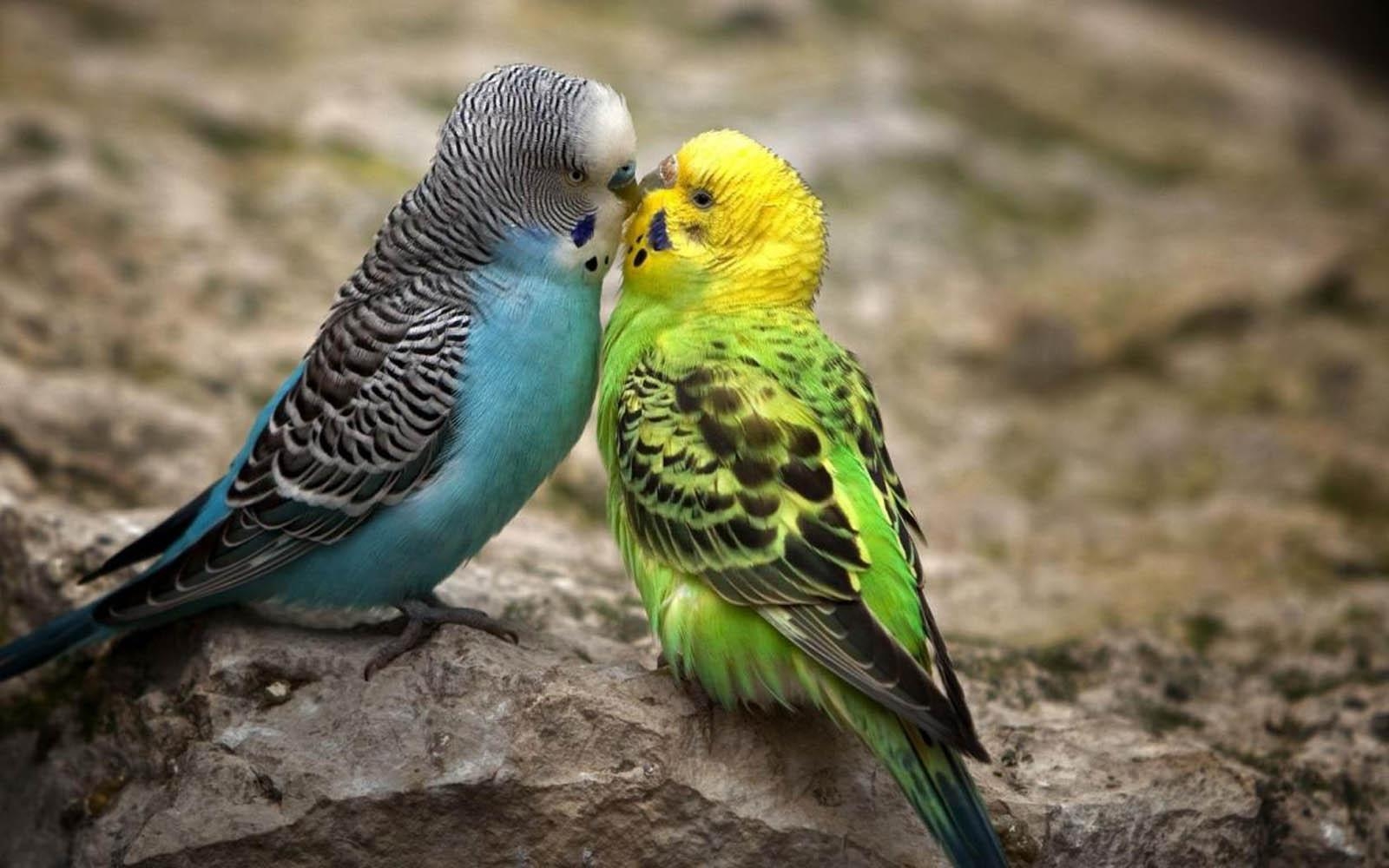 1600x1000 wallpaper: Love Birds Wallpaper, Desktop