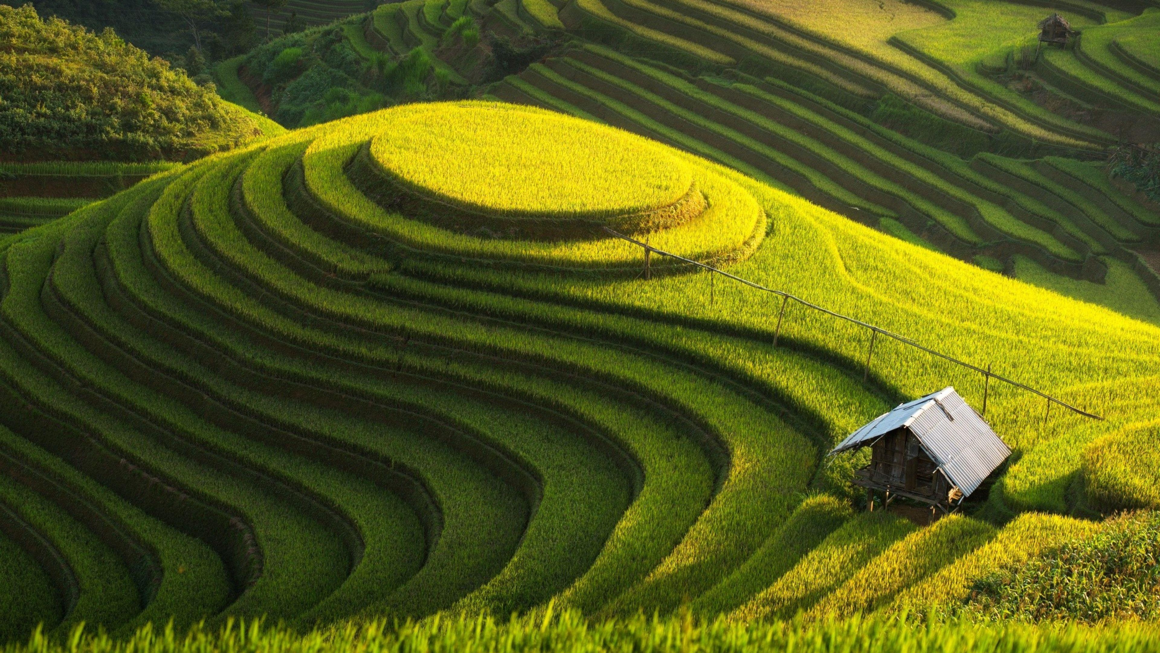 3840x2160 Green Farm, Vietnam Wallpaper 4K UHDTV Resolution HD Pub, Desktop