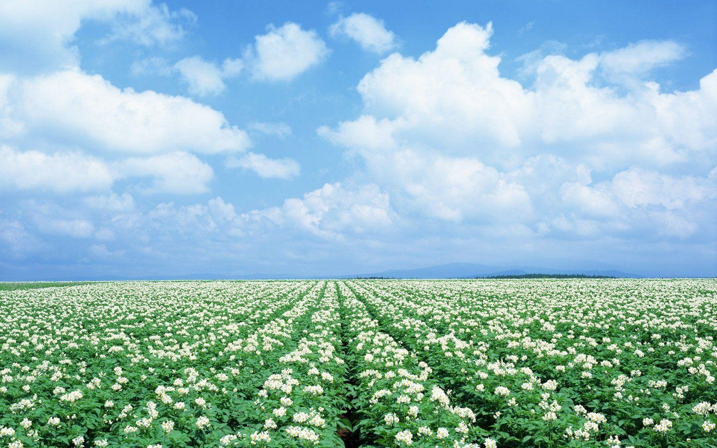 1440x900 Hokkaido Scenery HD Desktop Wallpaper, Instagram photo, Background, Desktop
