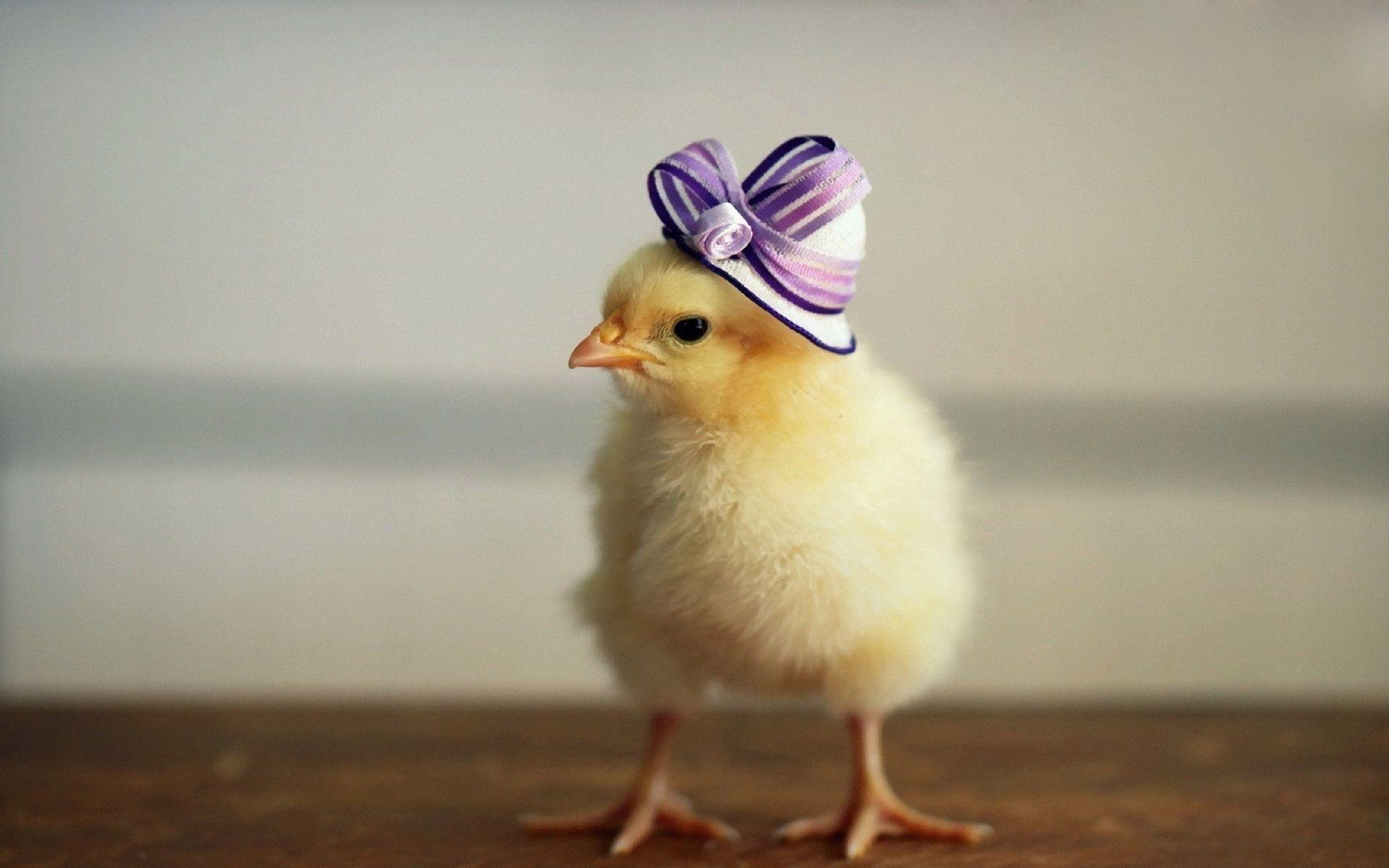 1920x1200 Hen wallpaper(19201200). Beautiful Wallpaper. Chicken hats, Desktop