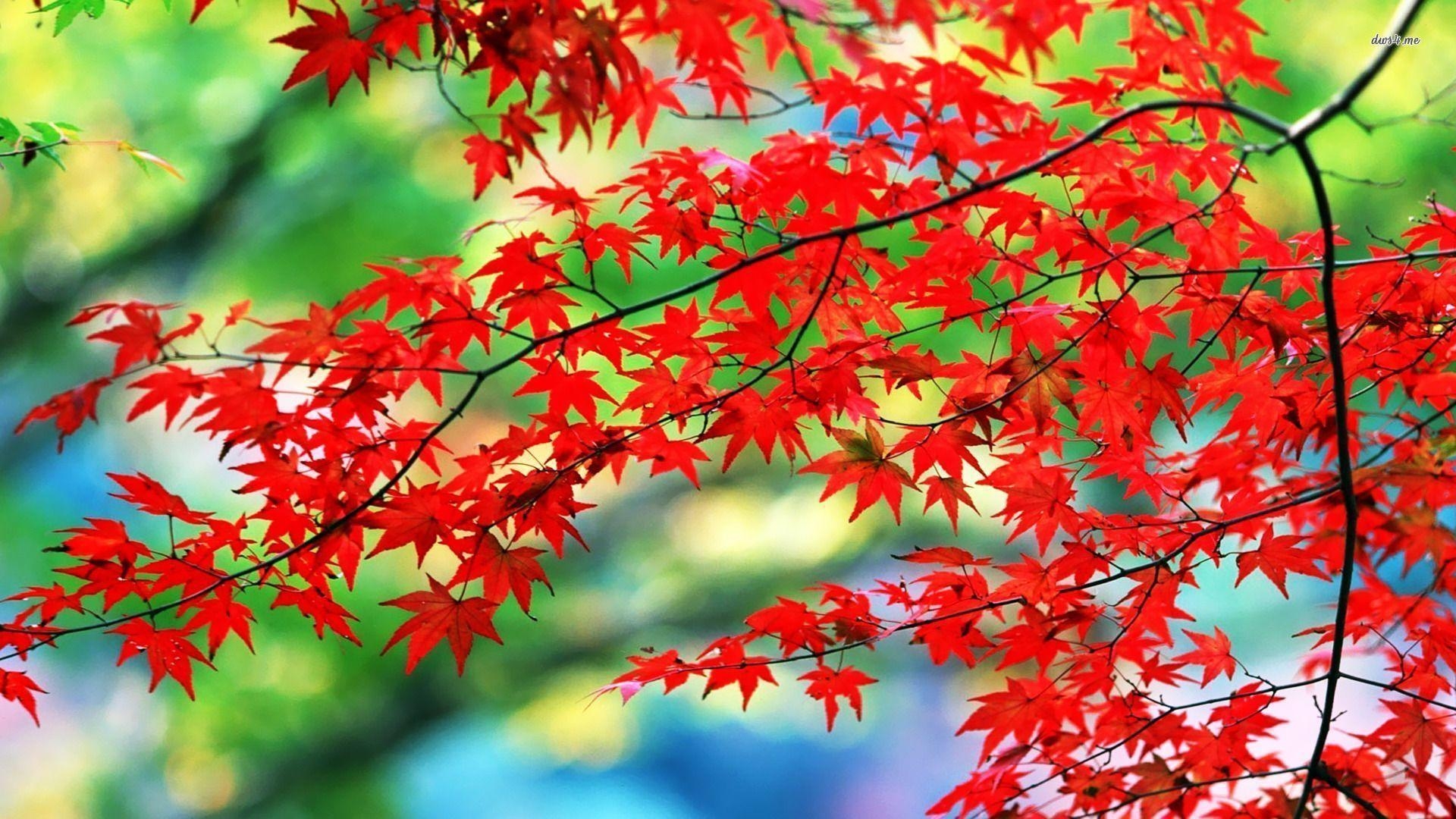 1920x1080 Top Red Leaves Wallpaper Wide Background, Desktop