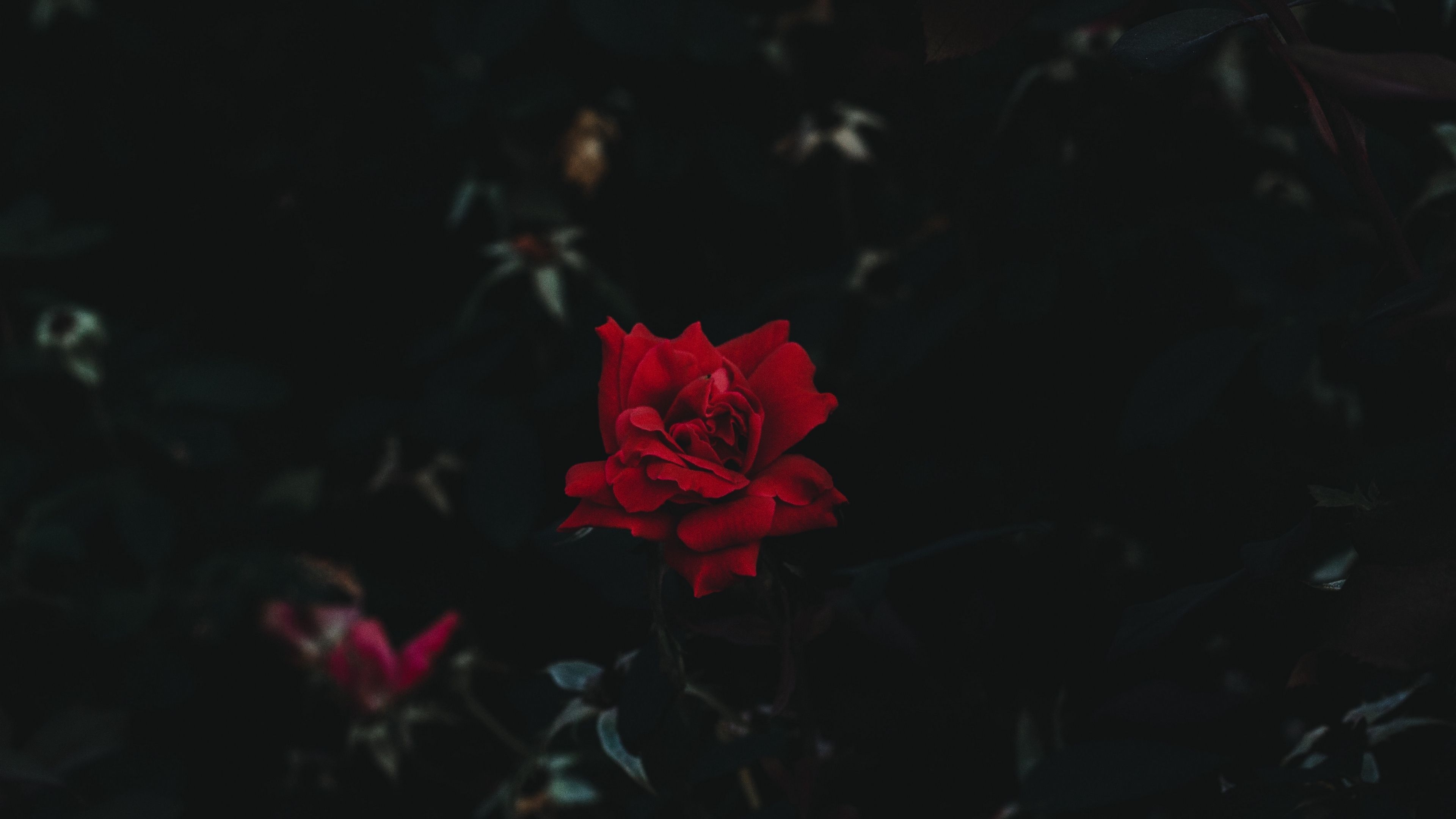 3840x2160 Aesthetic Dark Rose Wallpaper, Desktop